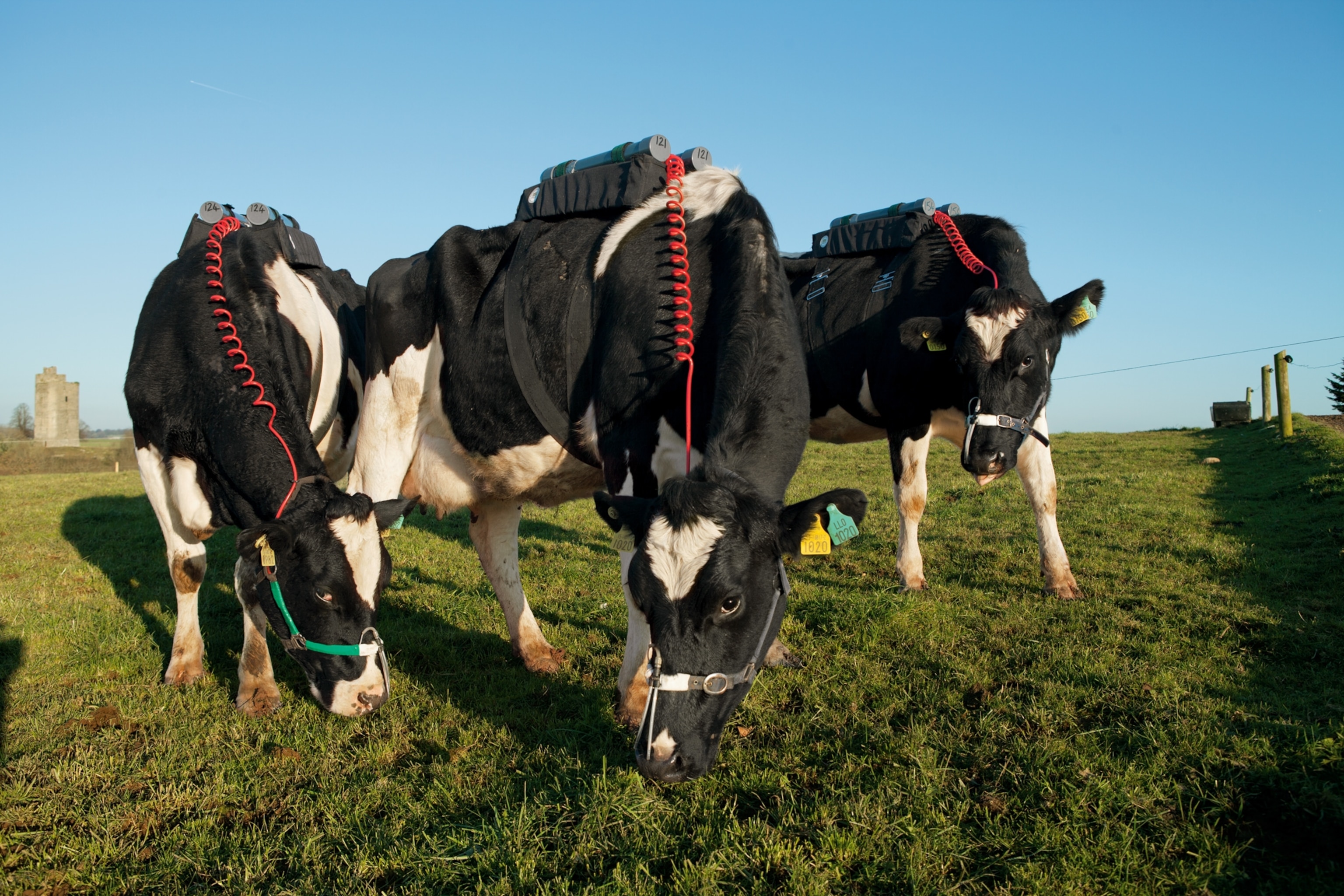 cows used hooked up to equipment recording their methane emissions