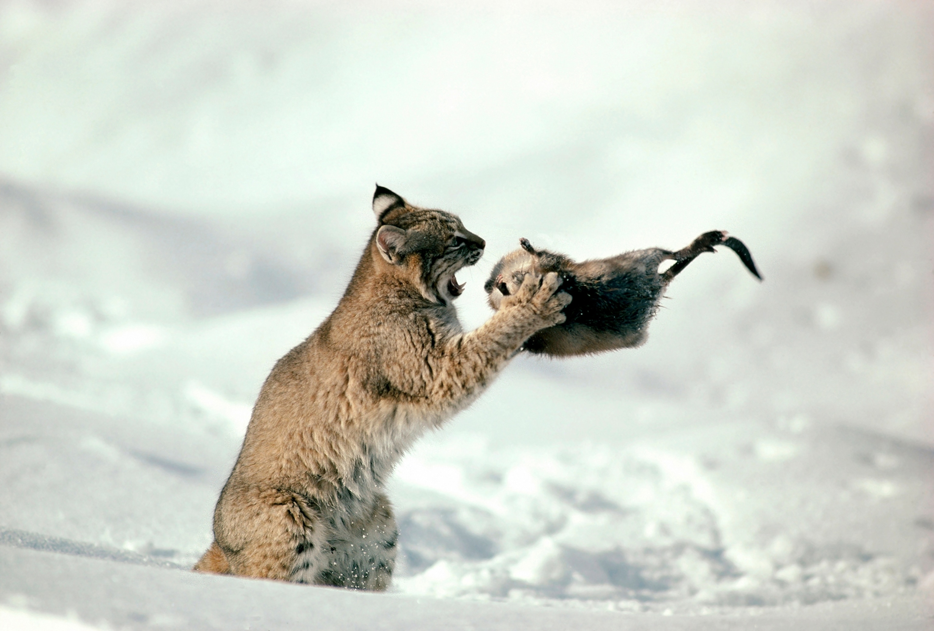 Bobcat (Lynx rufus) capturing Muskrat (Ondatra zibethicus) in the winter, Idaho