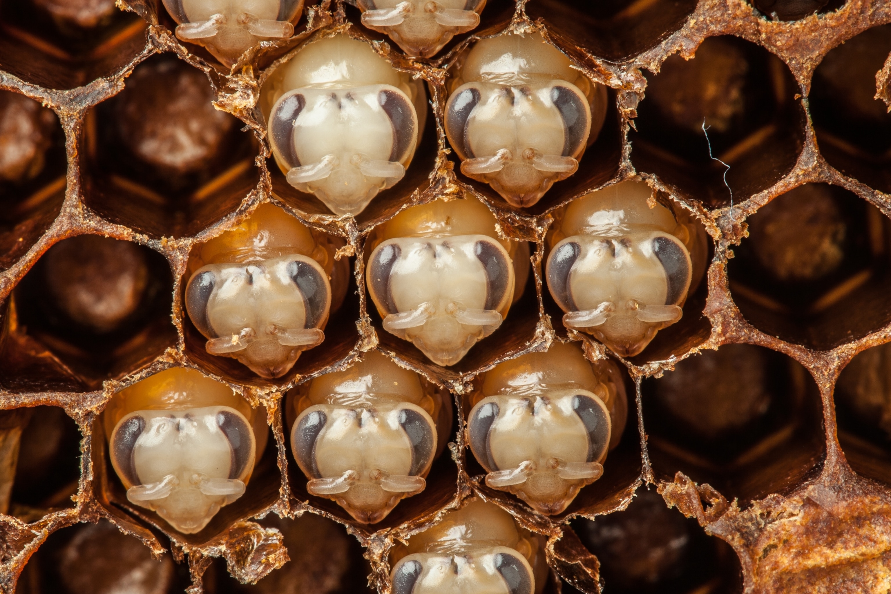 a few developing honeybee heads sticking out of a honeycomb