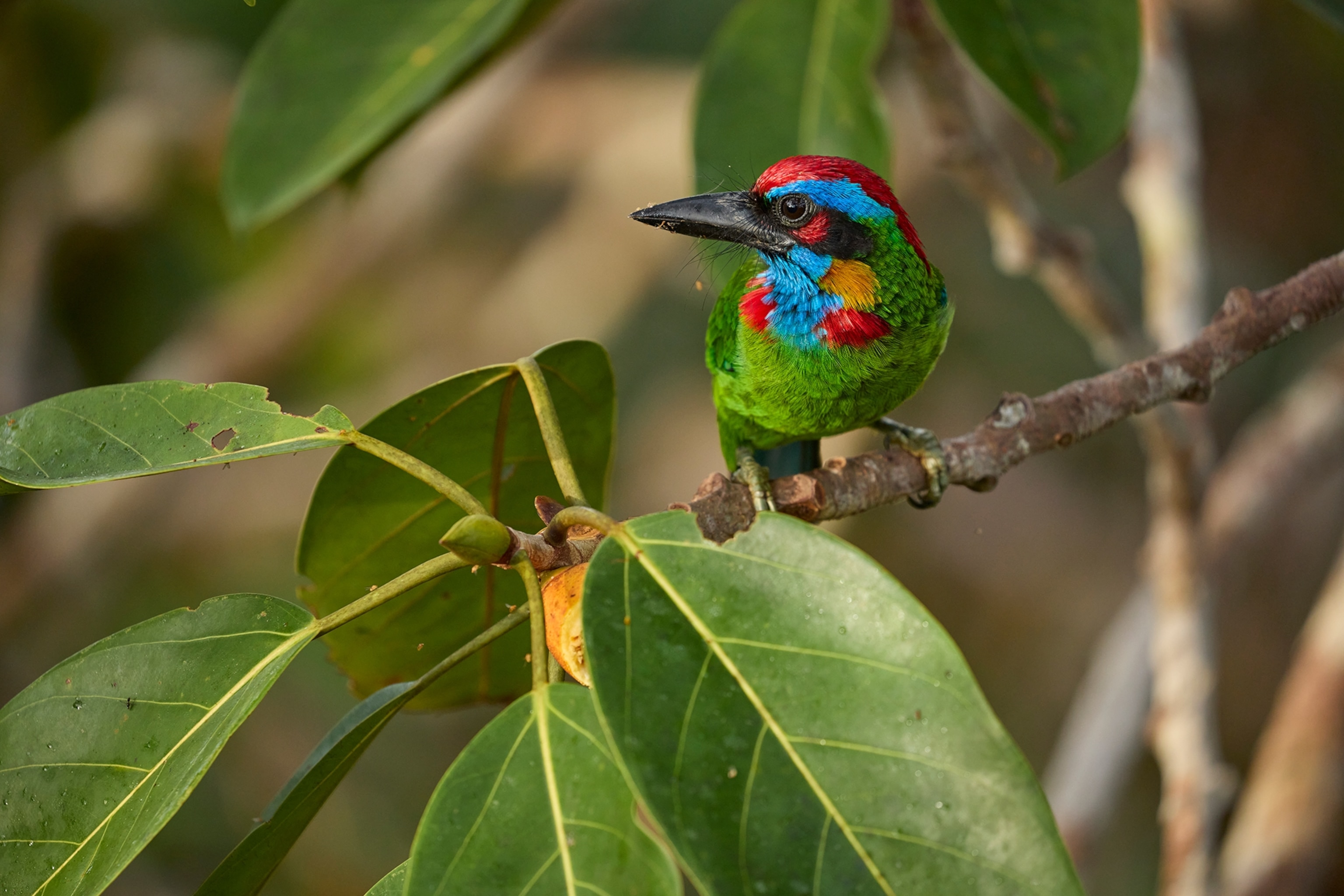 A colorful bird perched on a thin branch with green leaves on the end, has teal yellow red feathers.