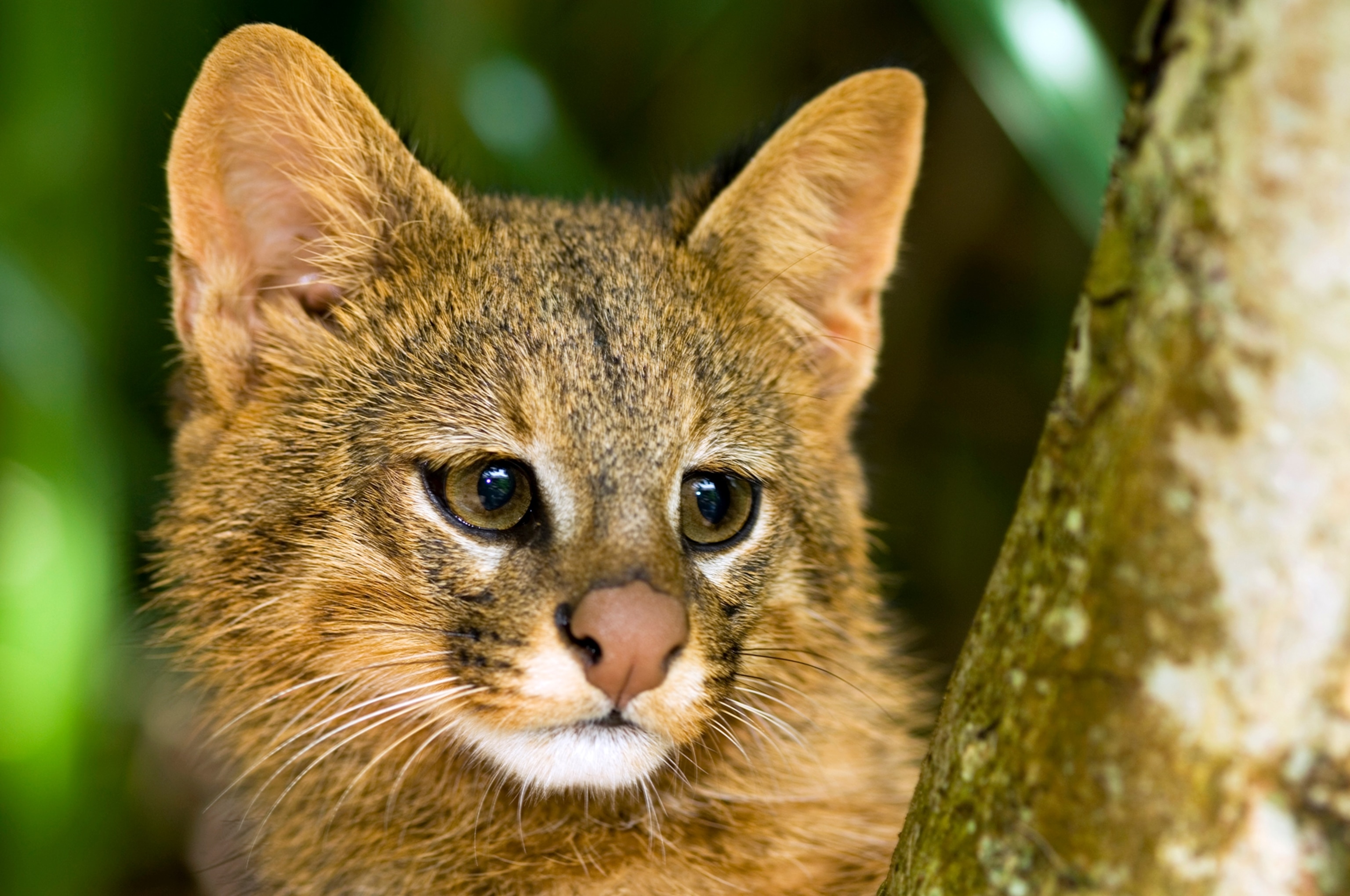 Pampas Cat (Leopardus colocolo) portrait, Cerrado Ecosystem, Brazil