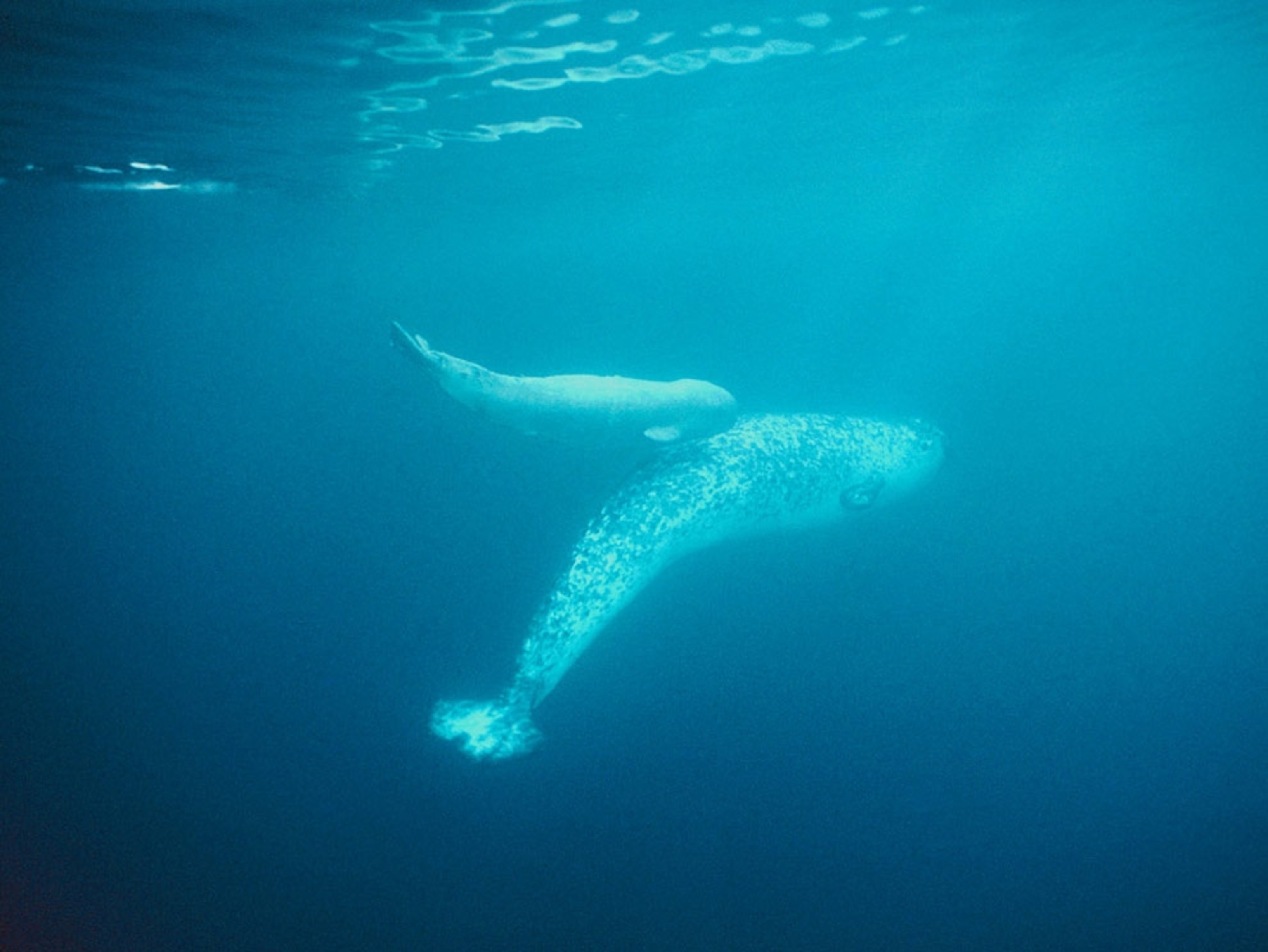 A narwhal cow and her newborn calf ply the tranquil Arctic waters
