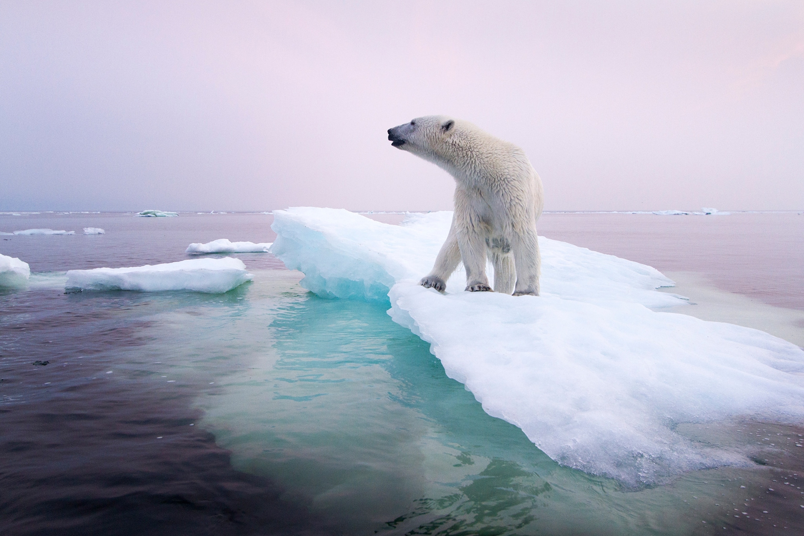 polar-bear-climate-change-story-1200.jpg