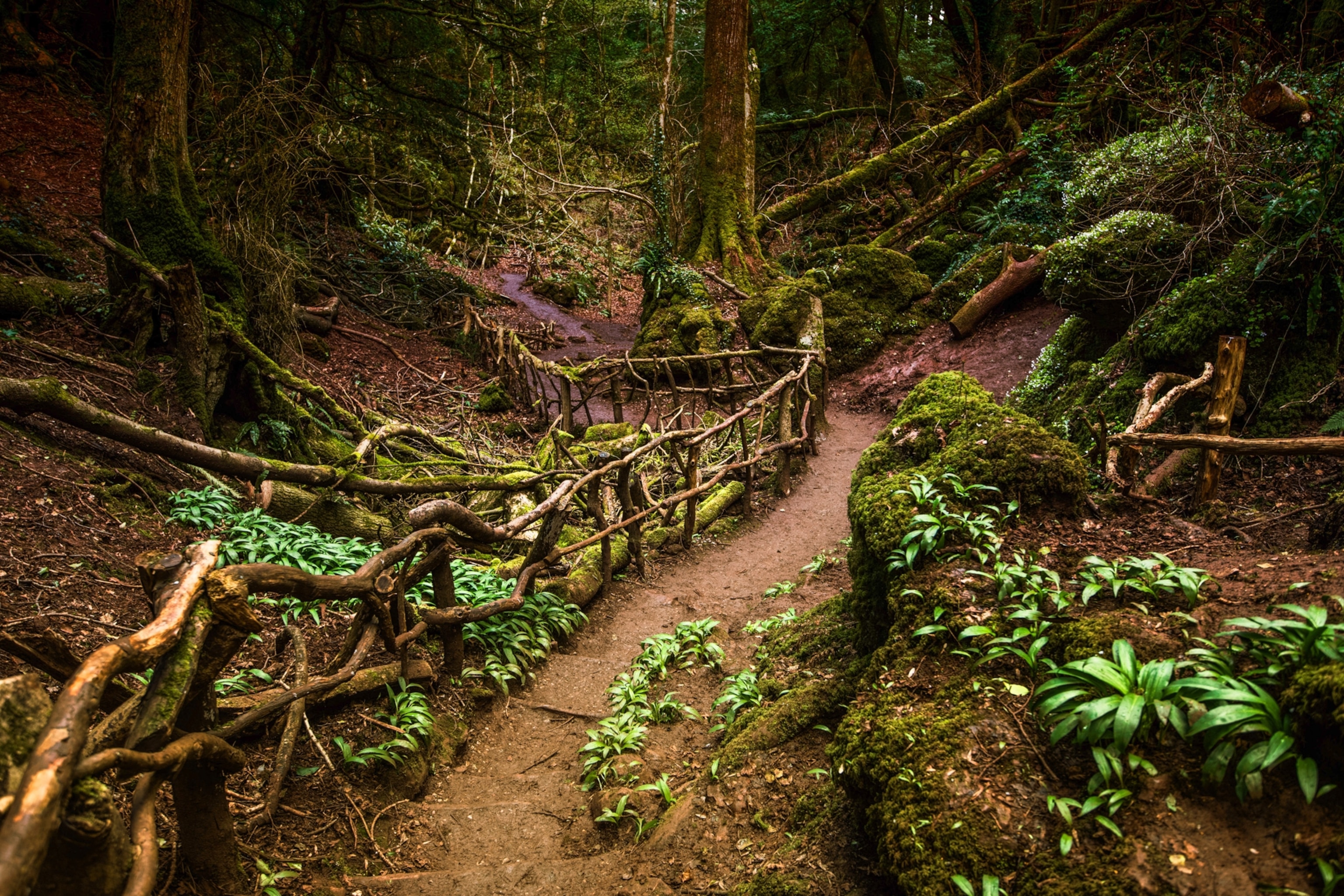 manmade handrail made of living trees lines path through Puzzlewood, Forest of Dean