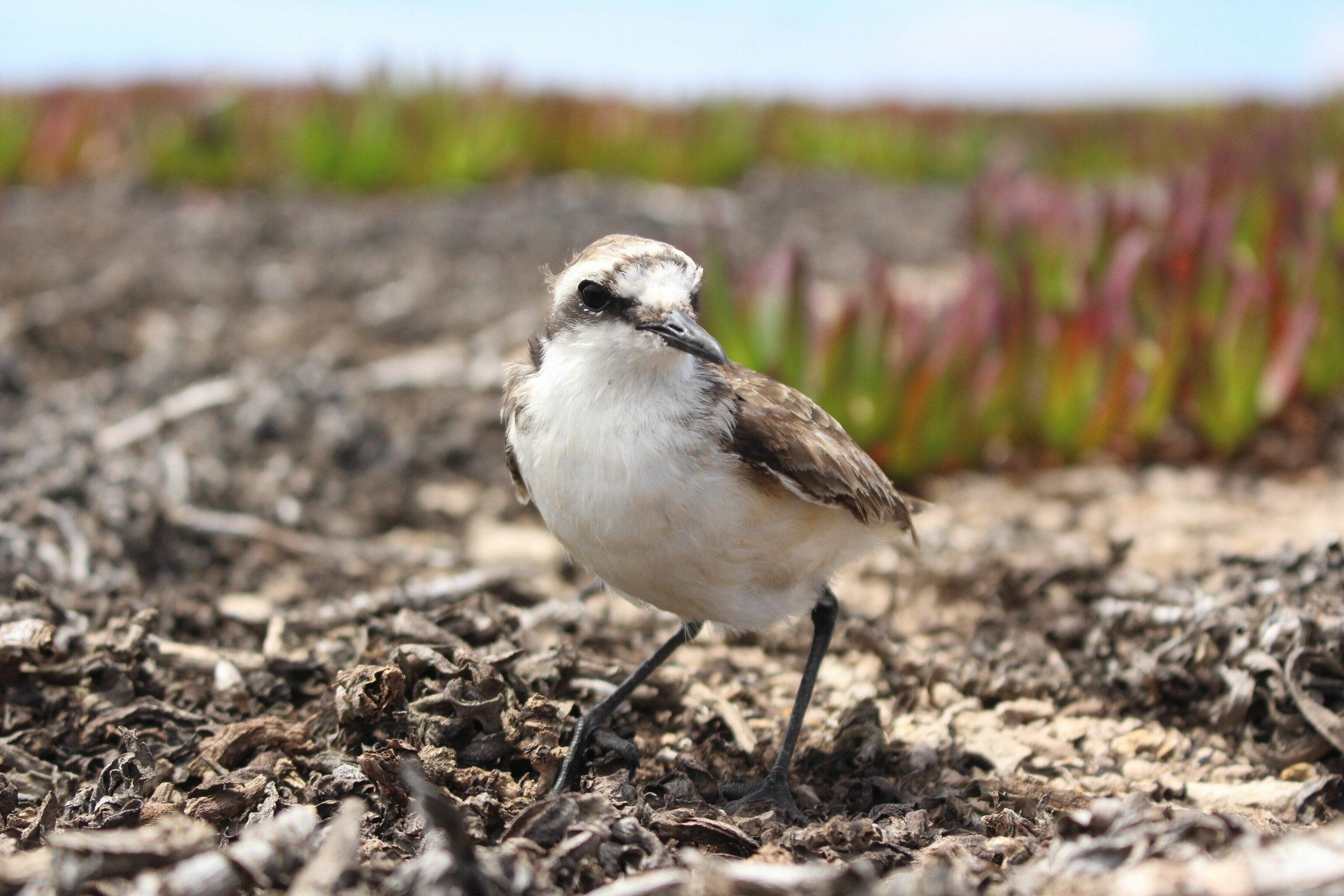 The St Helena Plover. It is small and white, though has brown feathers on its back. Its eyes are black and its short beak is silver.
