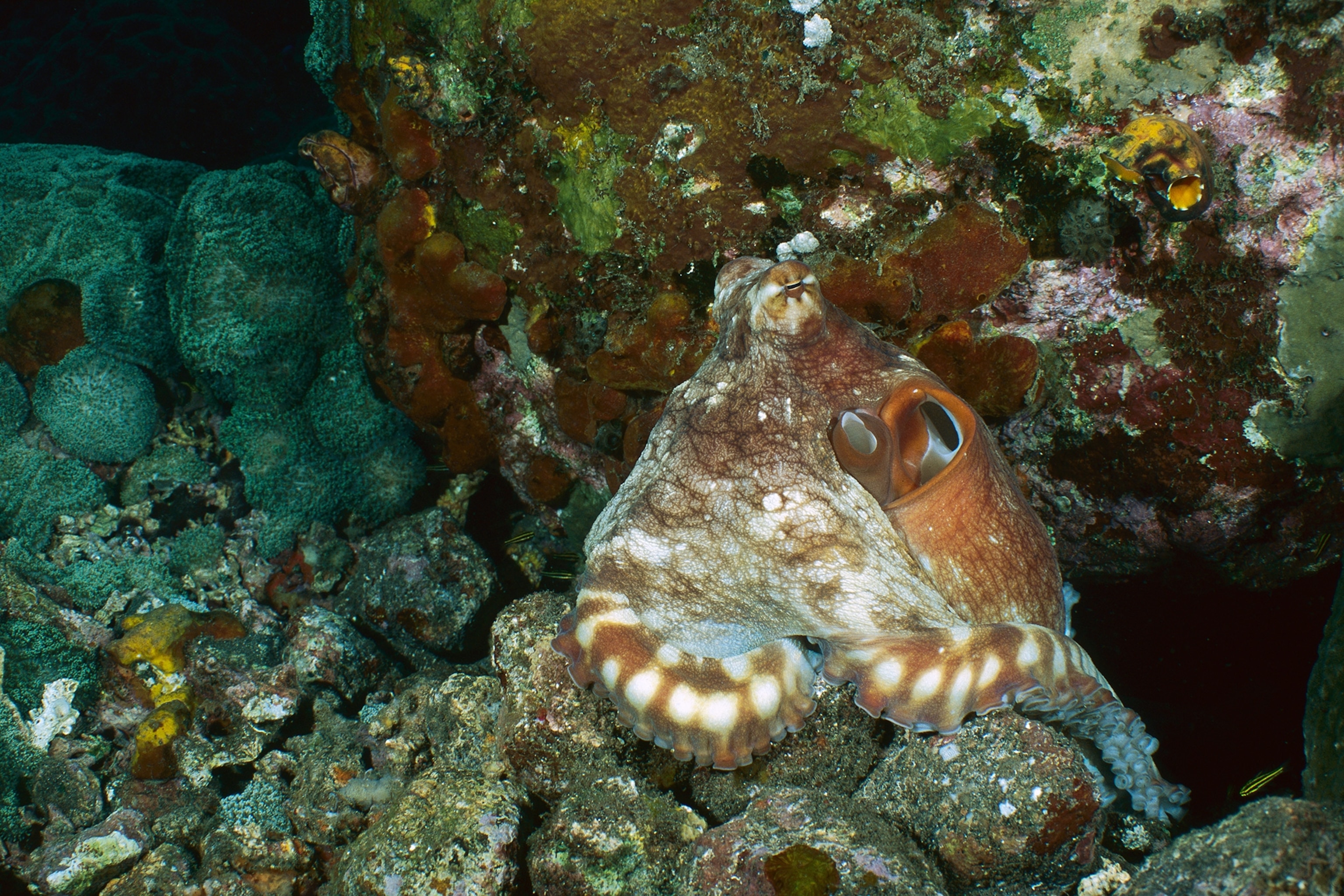 a reef octopus exhibiting color change