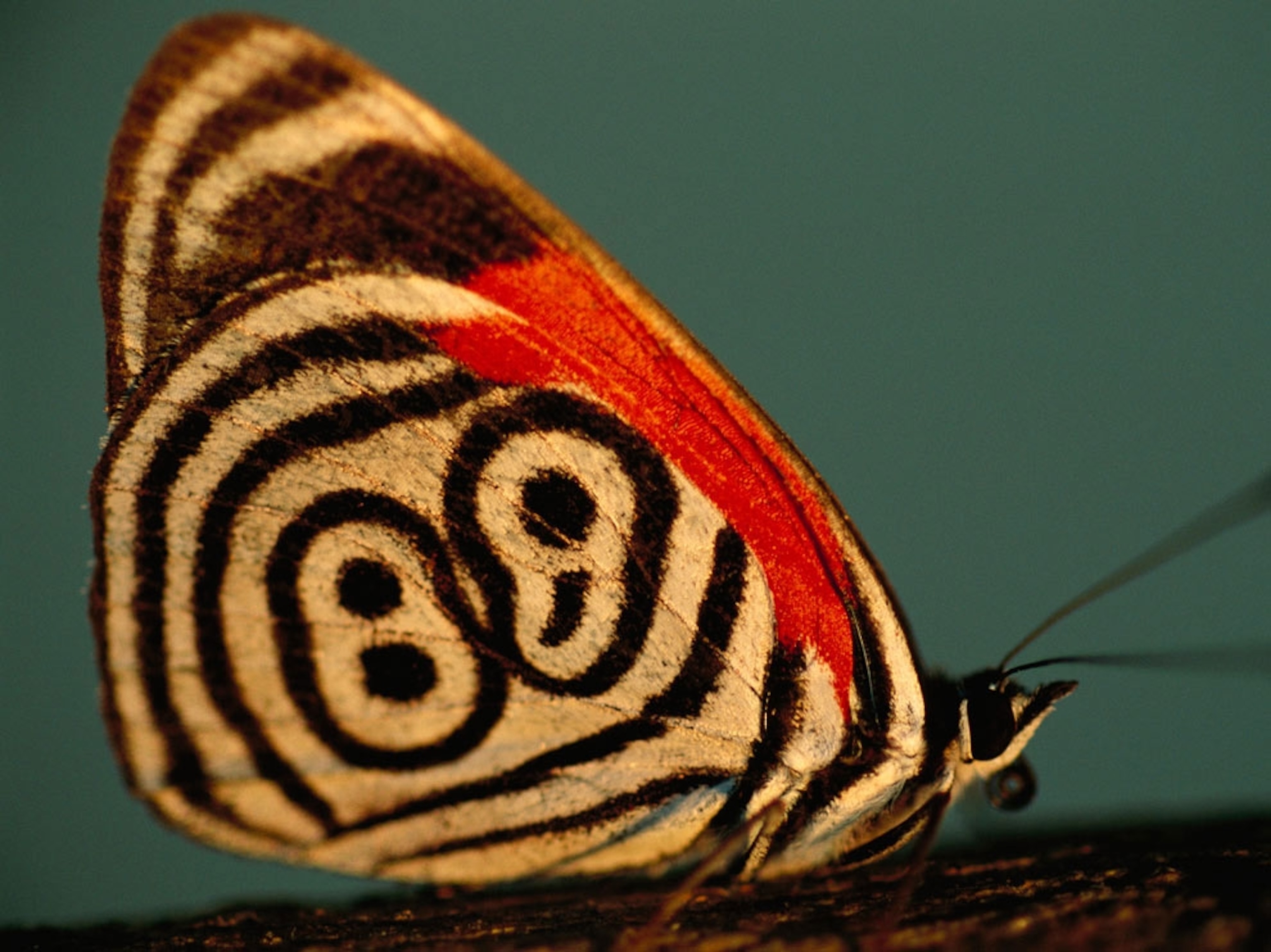 Butterfly with markings that look like "88"