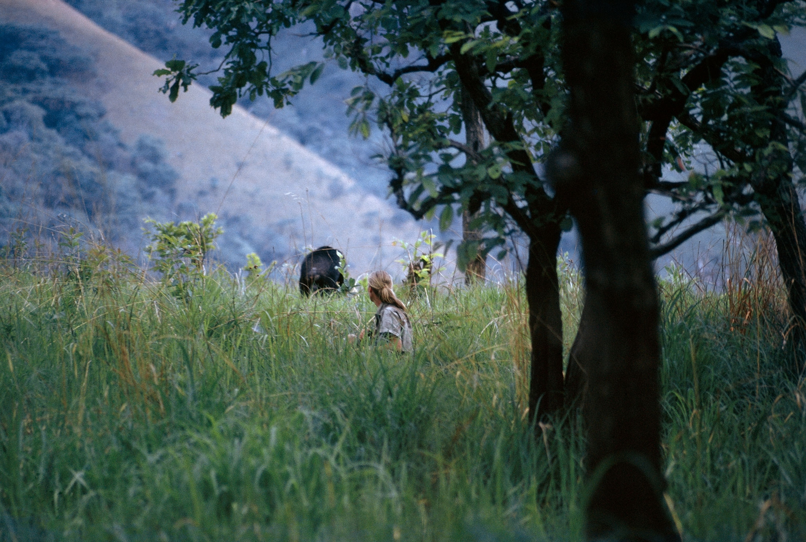 a chimpanzee and Jane Goodall in the grass