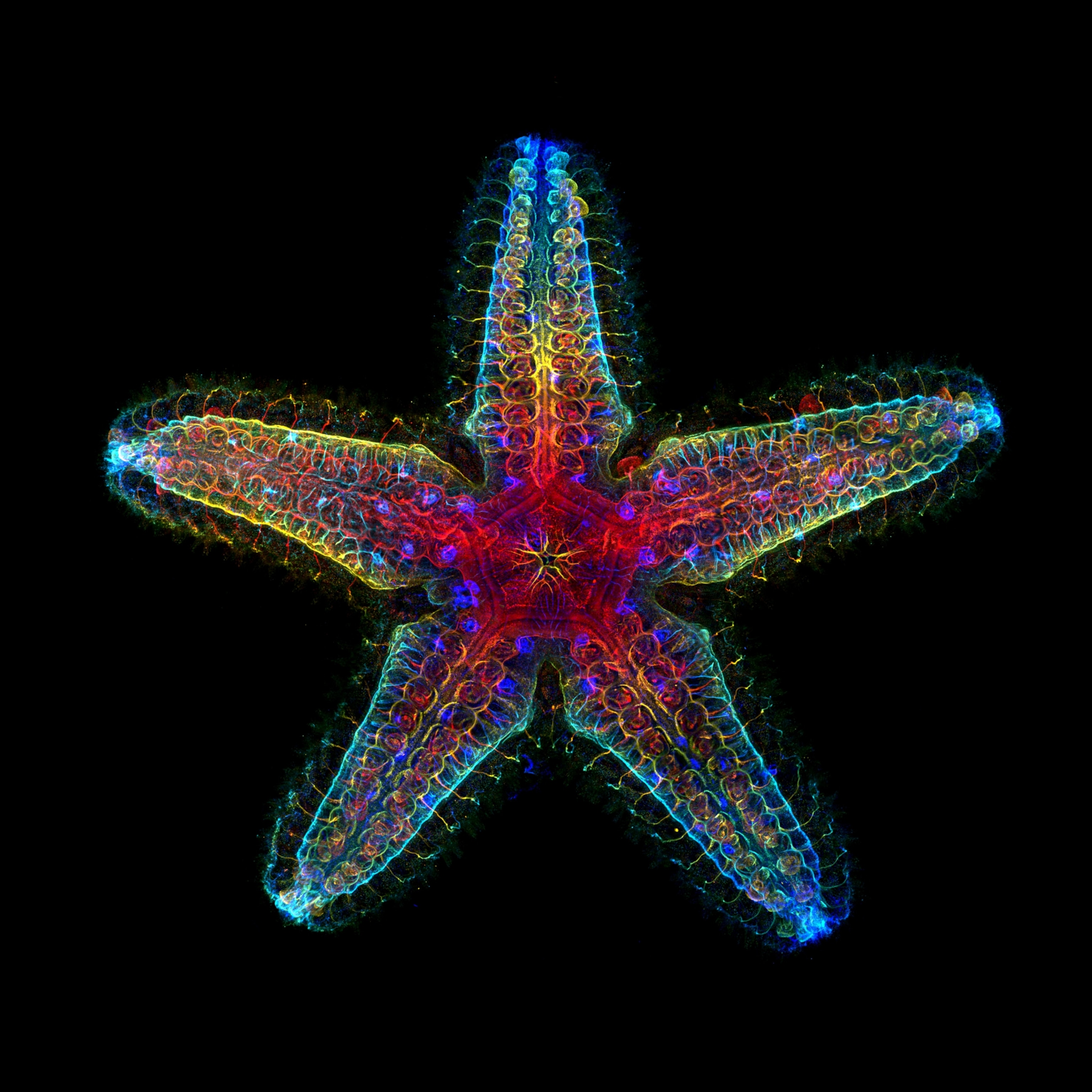 A sea star with its nervous system displayed in bright fluorescent reds, blues, greens, and yellows.