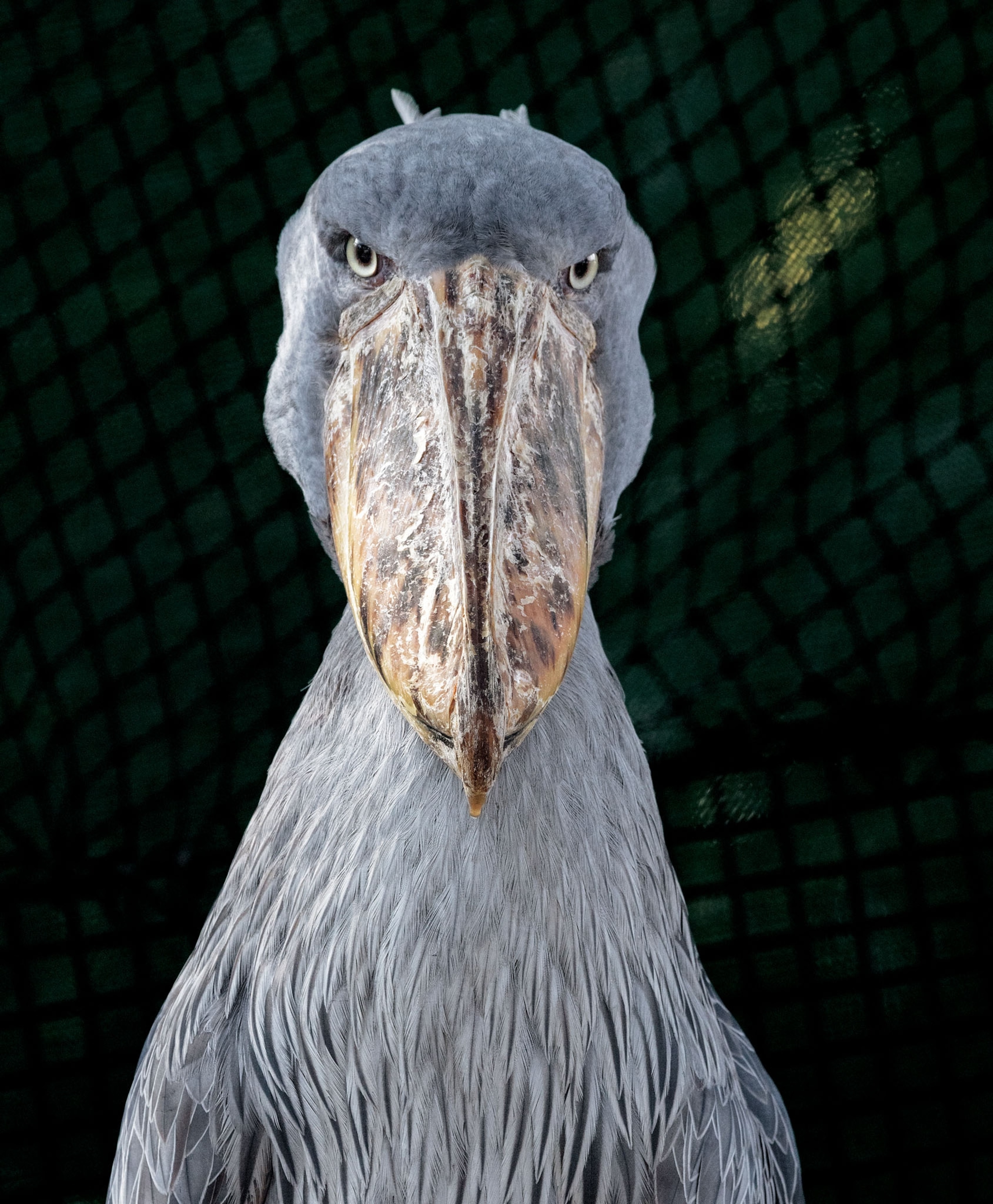 a shoebill looking straight into the camera