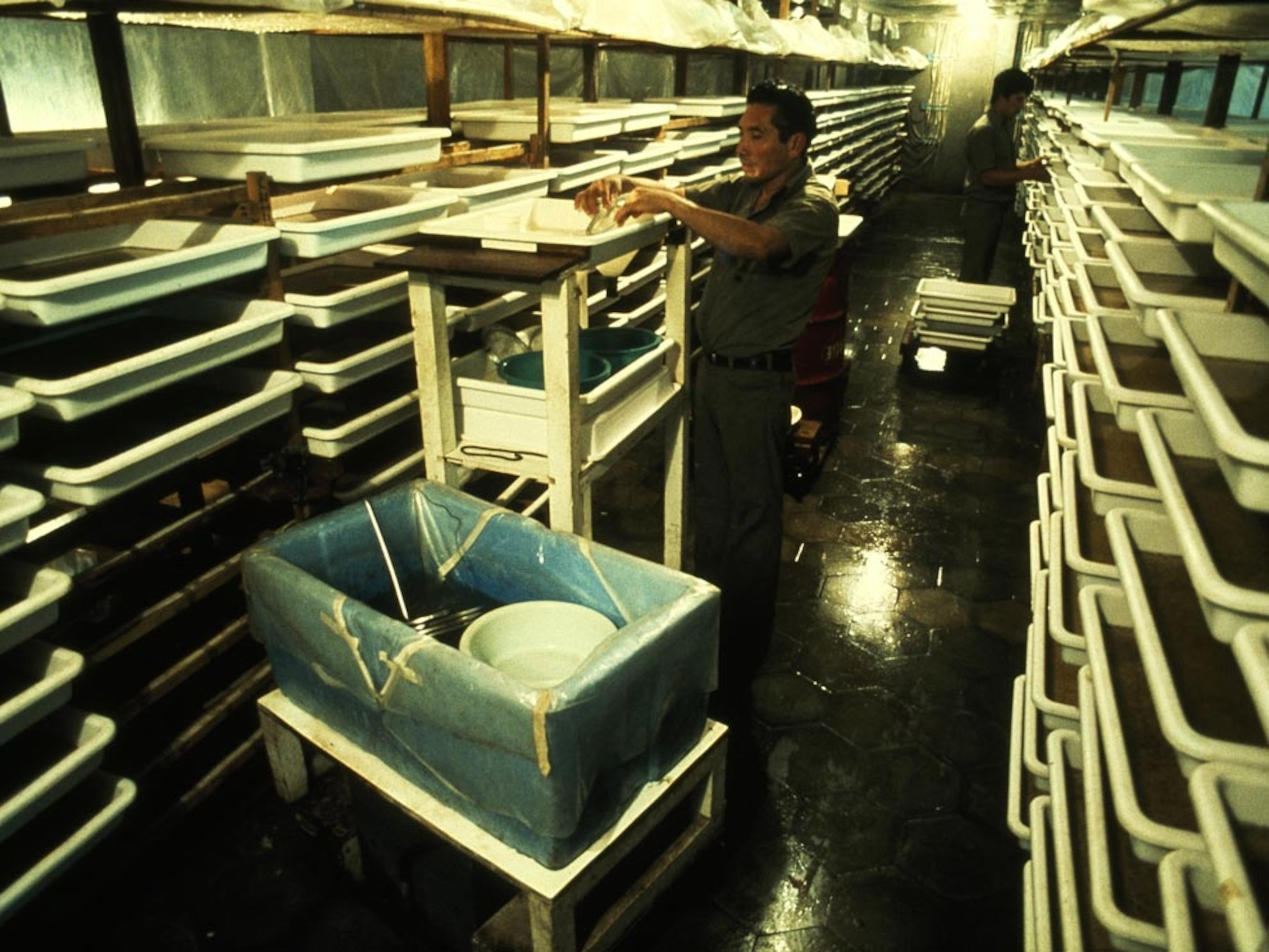 Mosquito lab
