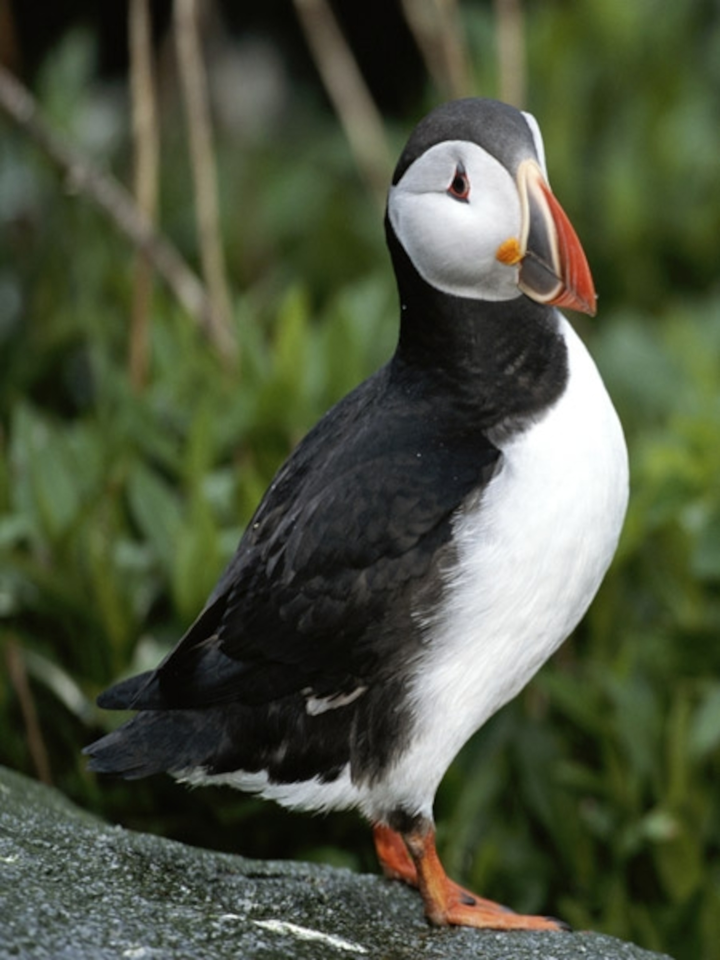 an Atlantic puffin