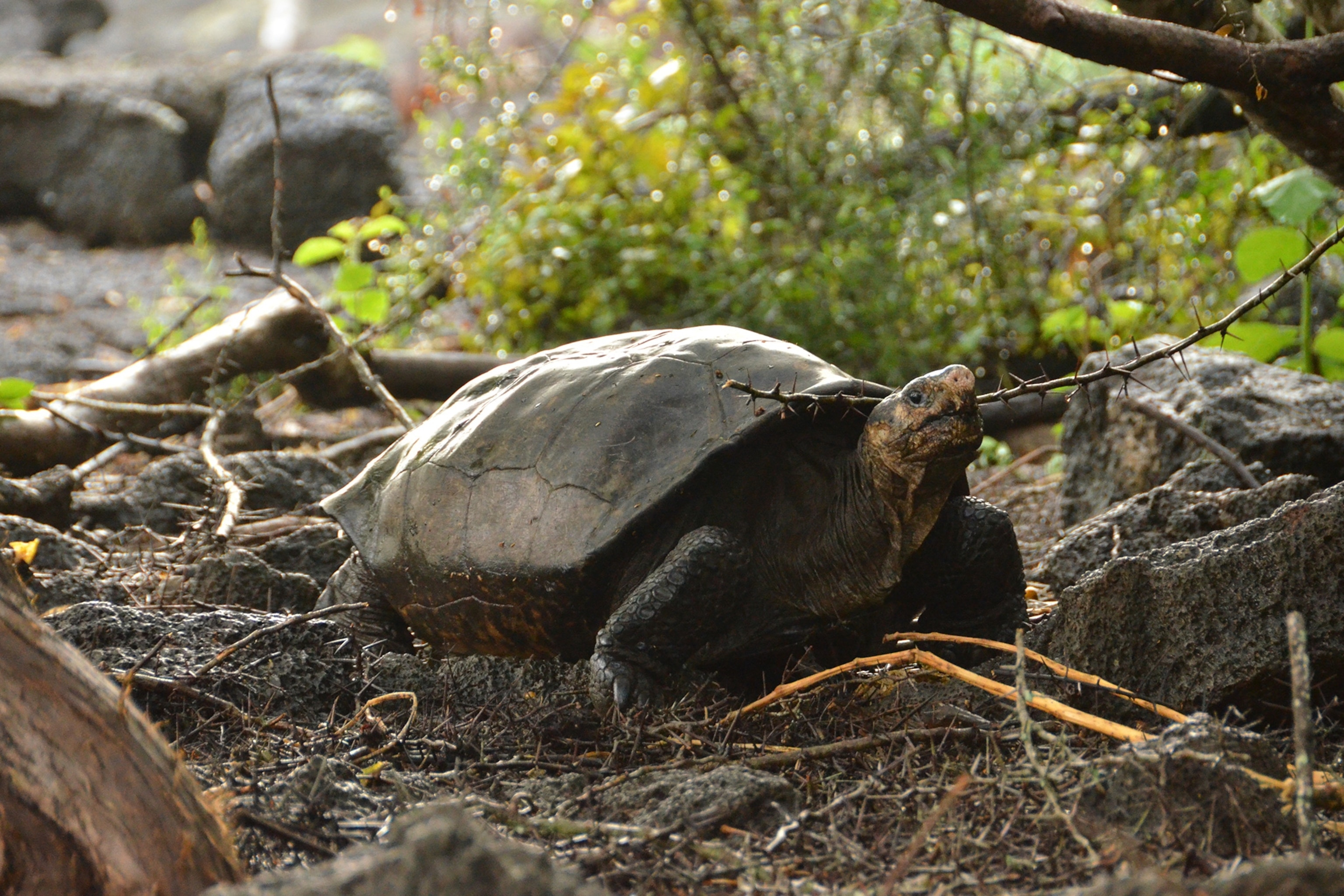 a Galapagos tortoise