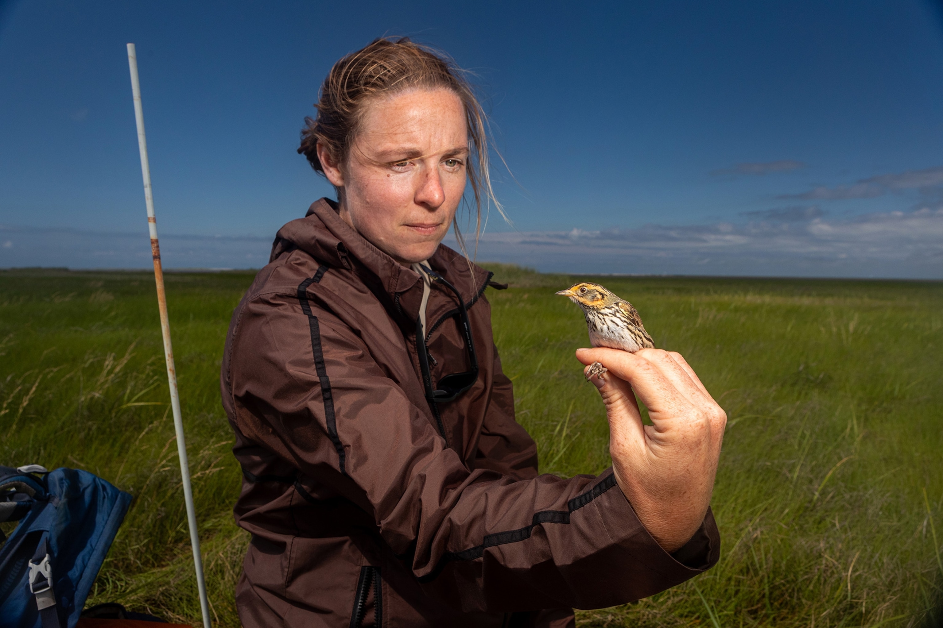 Bri Benvenuti, Biological Technician with Fish and Wildlife, holds an adult Saltmarsh Sparrow as she collects biological data from the bird on Monomoy Island in Chatham, Mass.