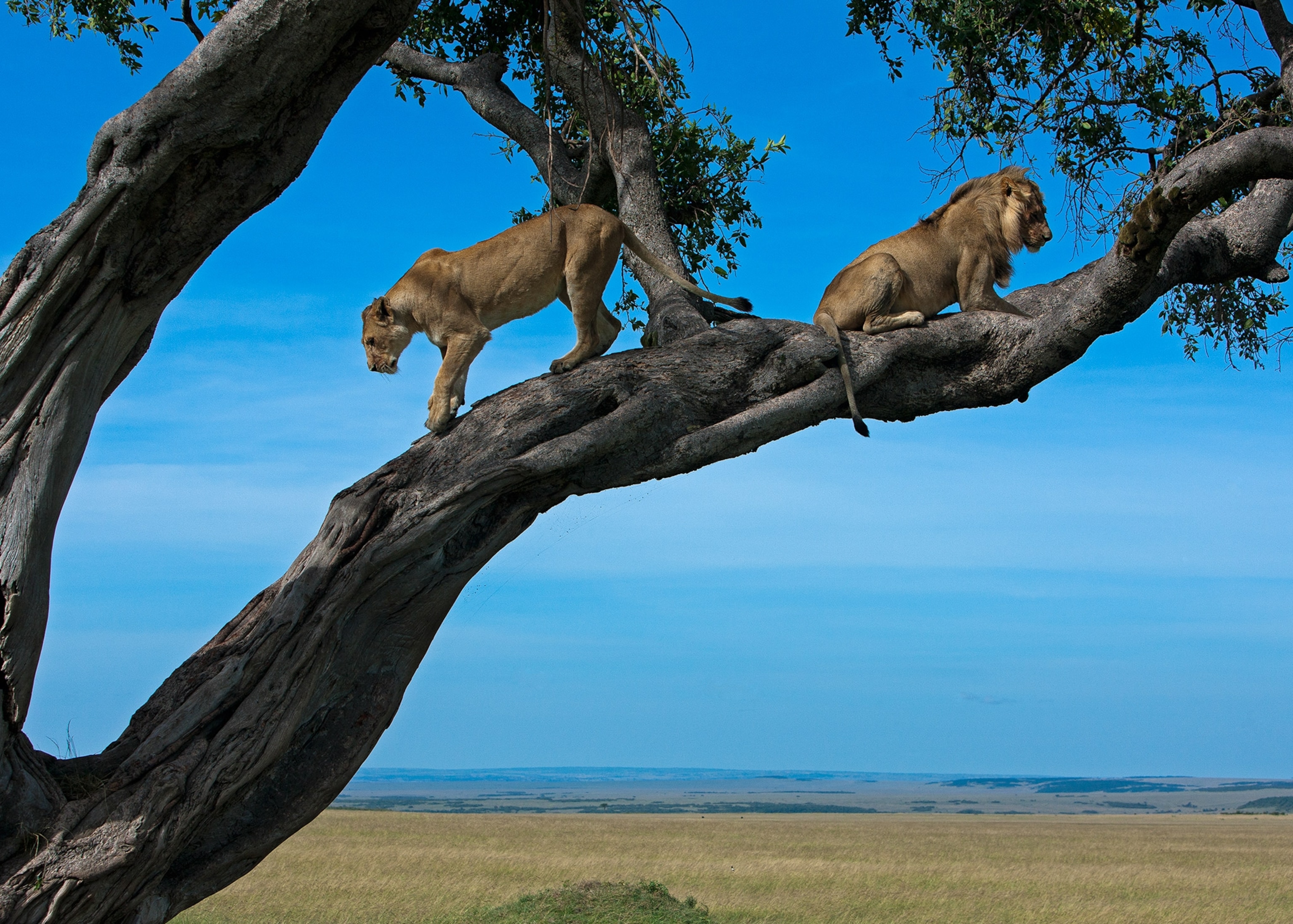 lions on a tree in Kenya