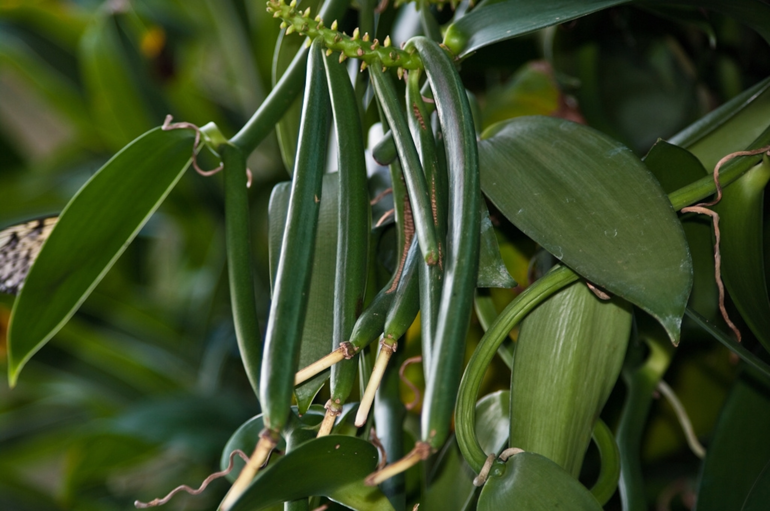 vanilla beans.