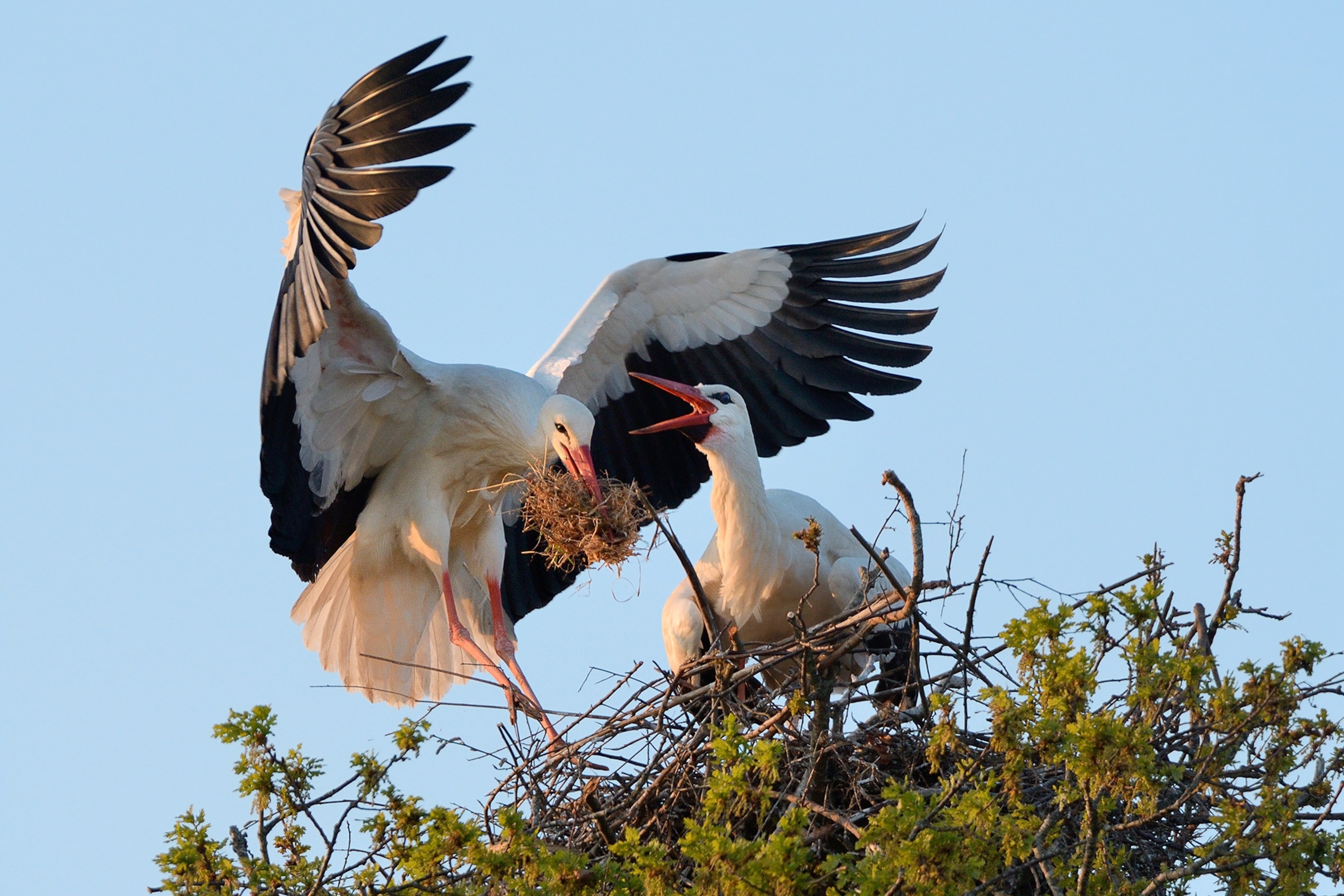 white storks nesting