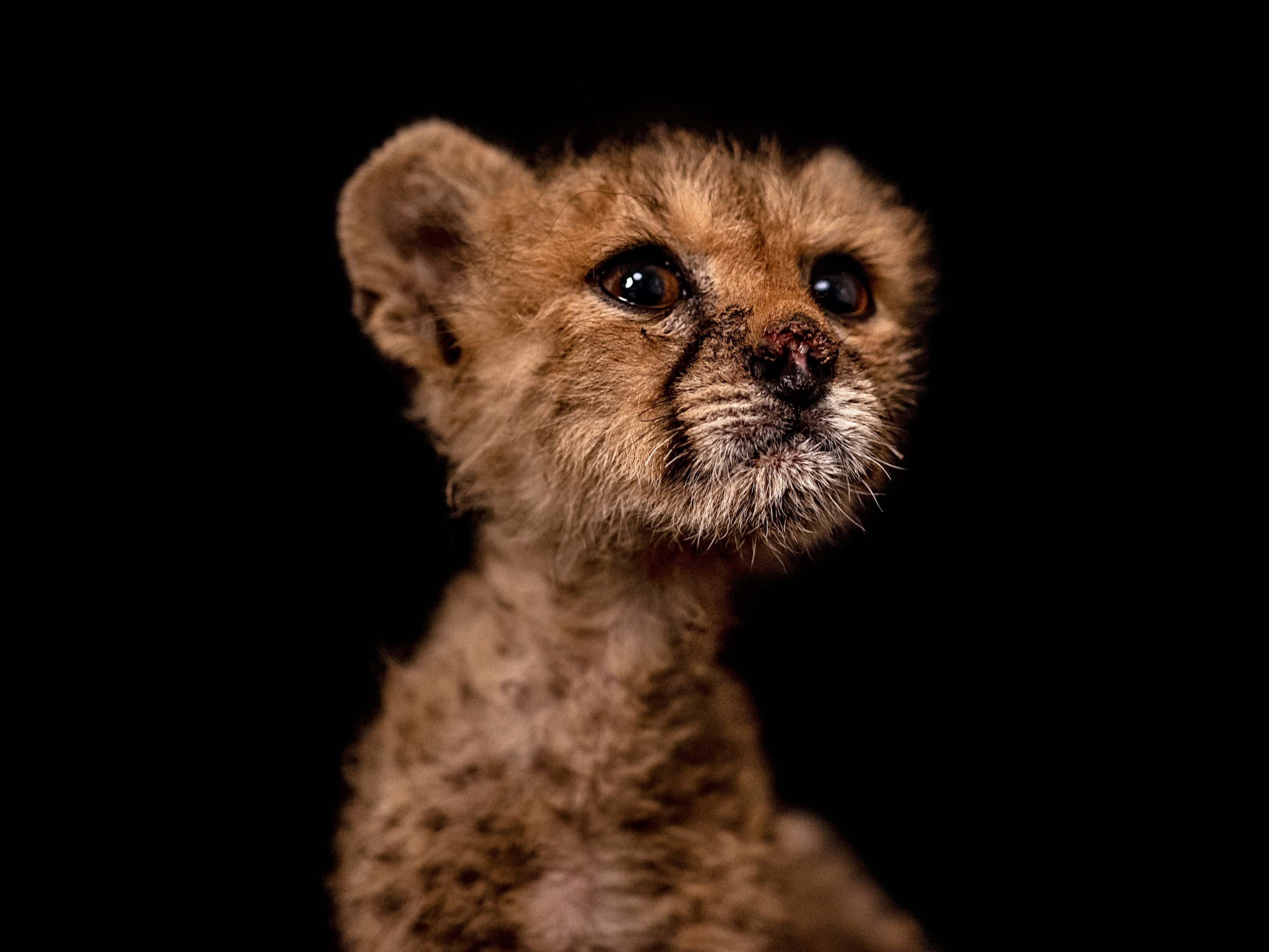 Picture of a cheetah cub.