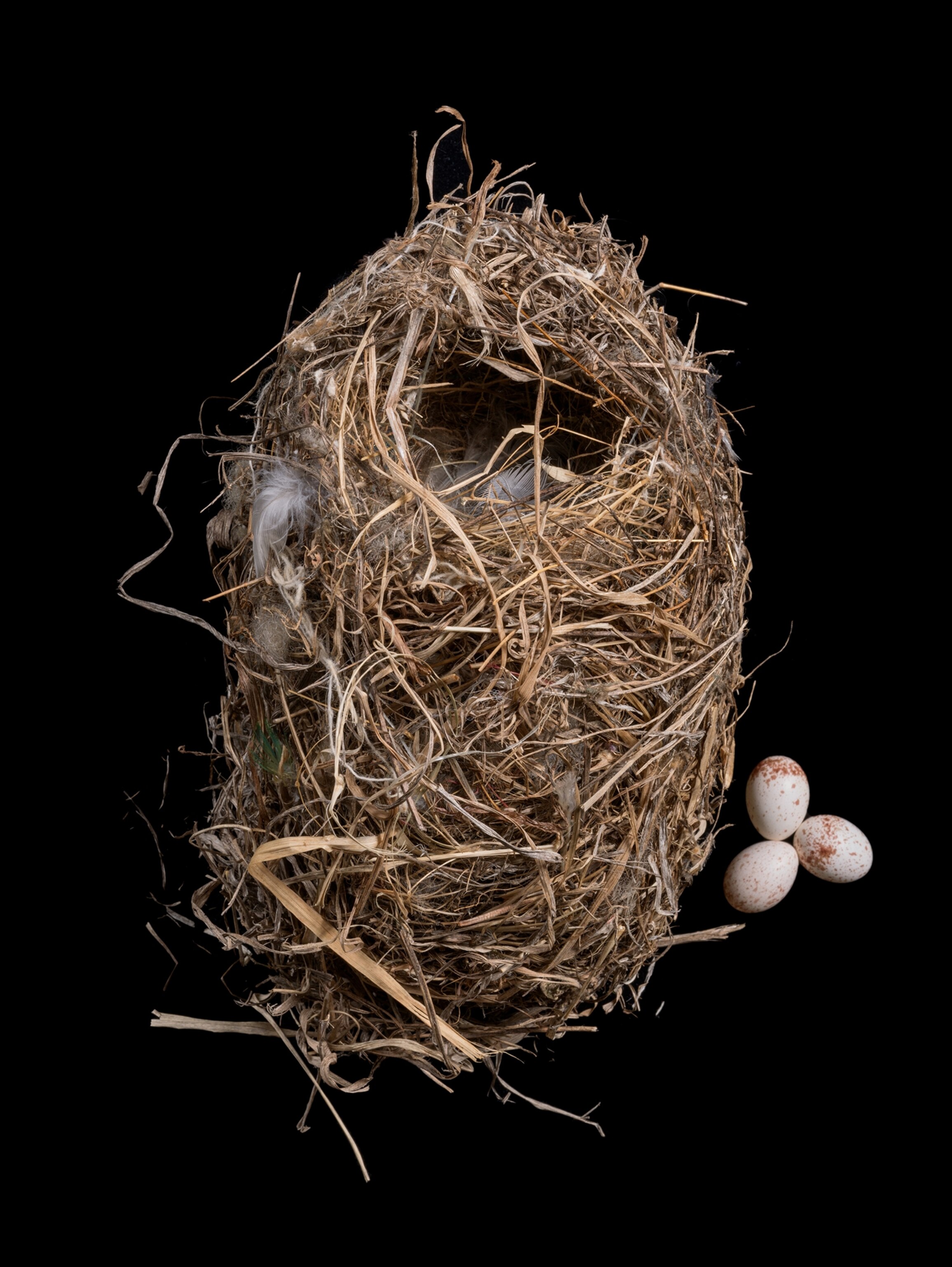 dome shaped nest, woven from long grass.