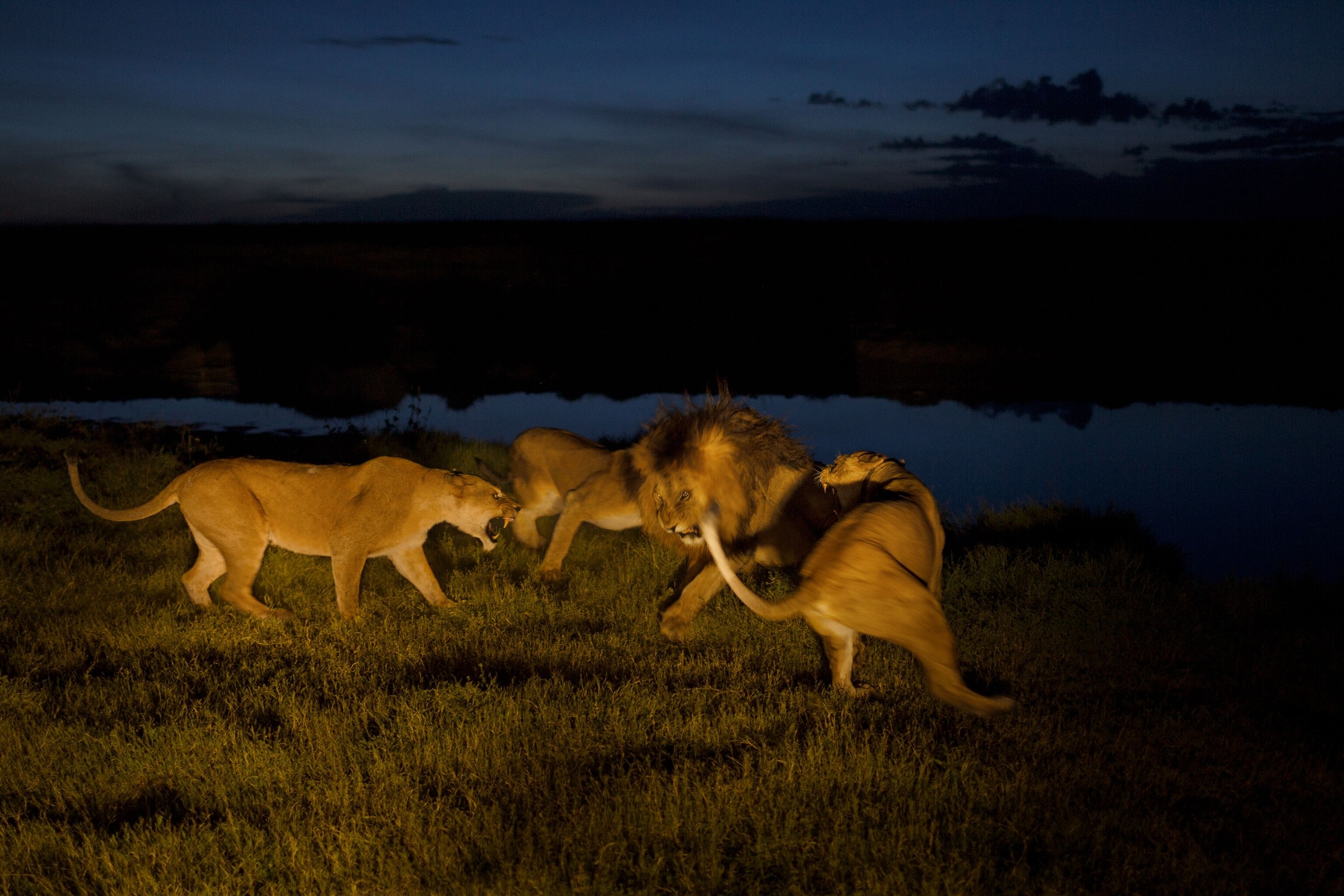 female lions confronting a male lion