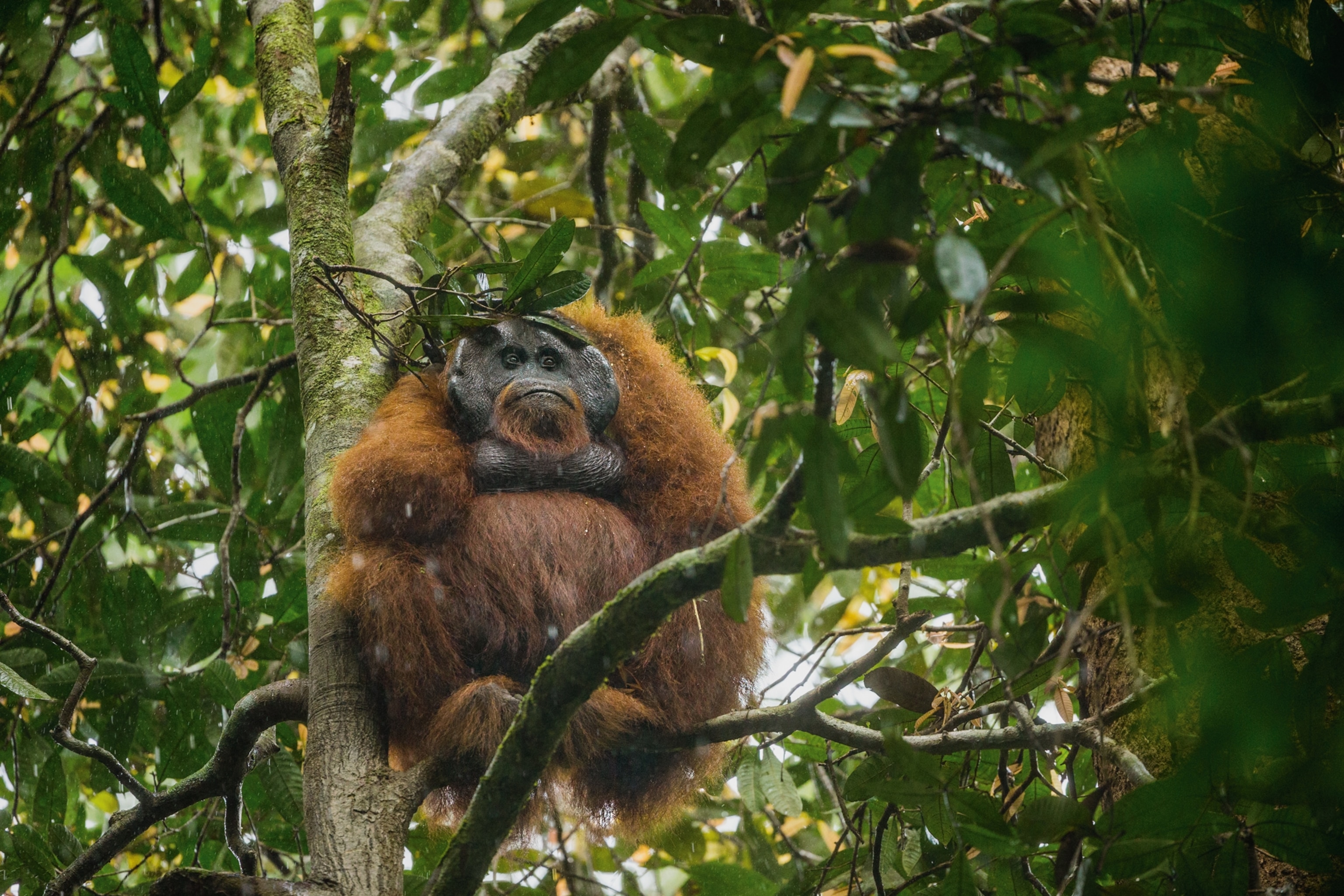 a male Bornean orangutan