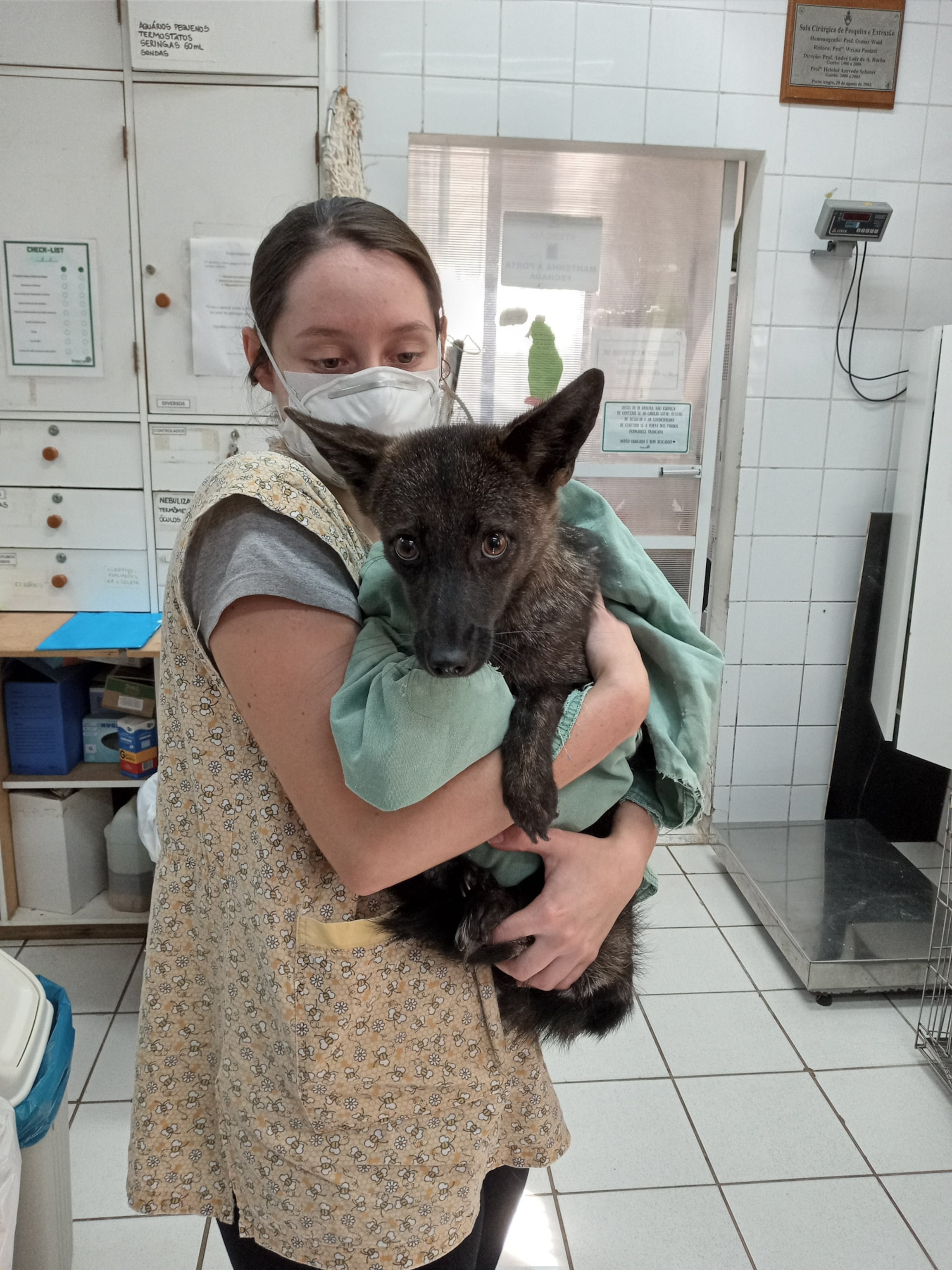A fox dog hybrid is is held.