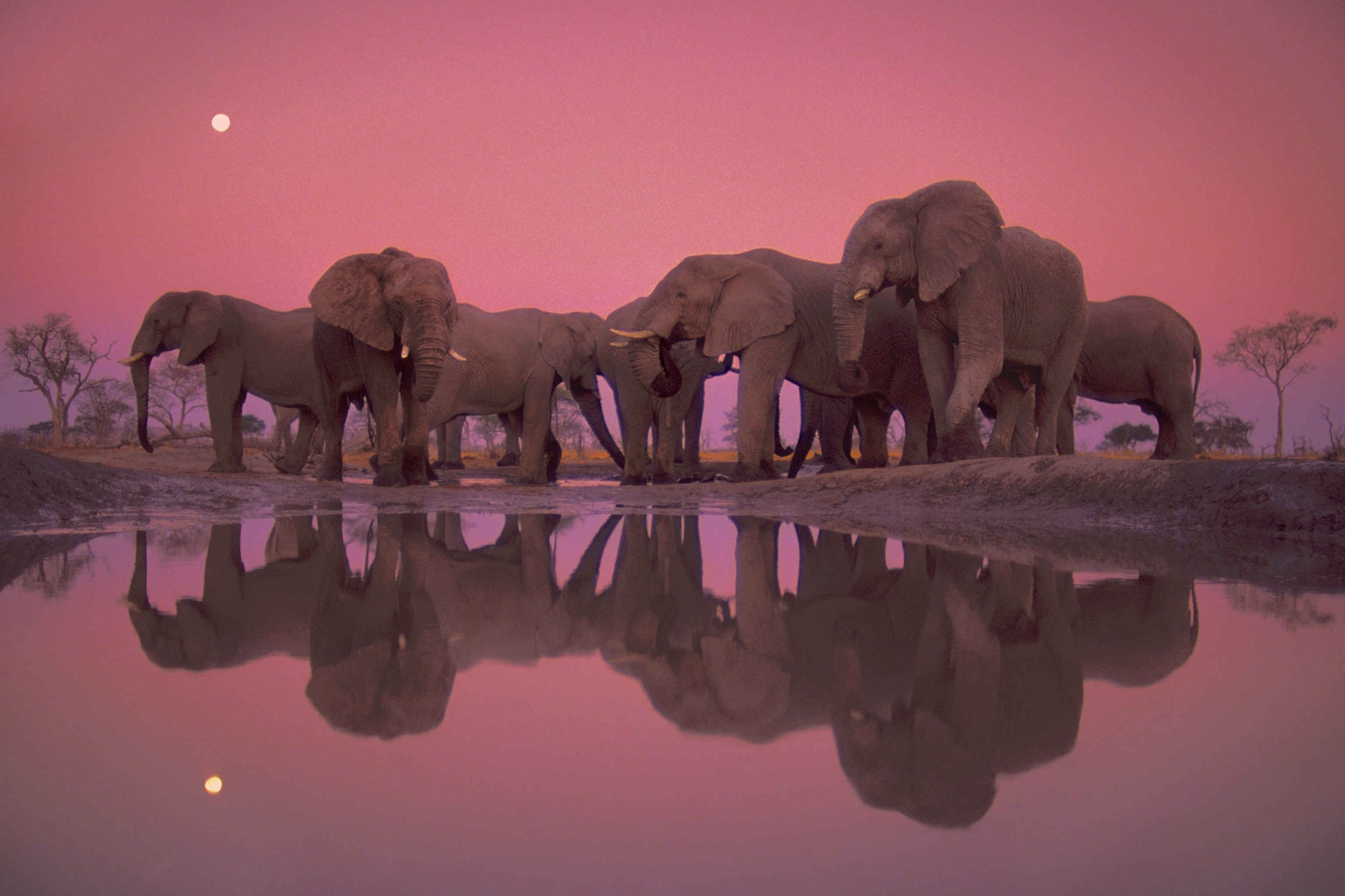 Elephants standing at a watering hole with a pink hue at twilight.