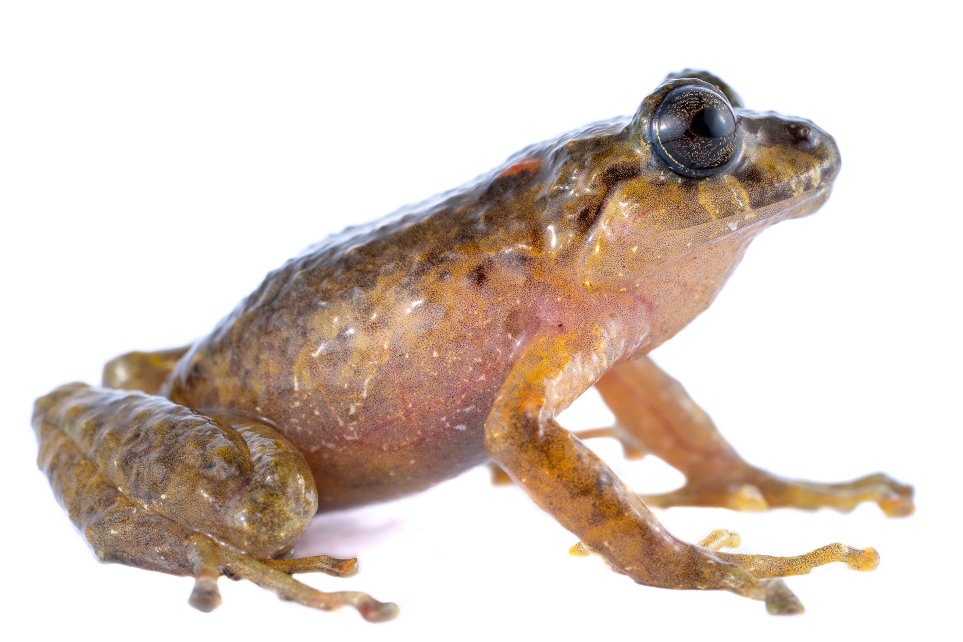 Pristimantis ruidus on white background