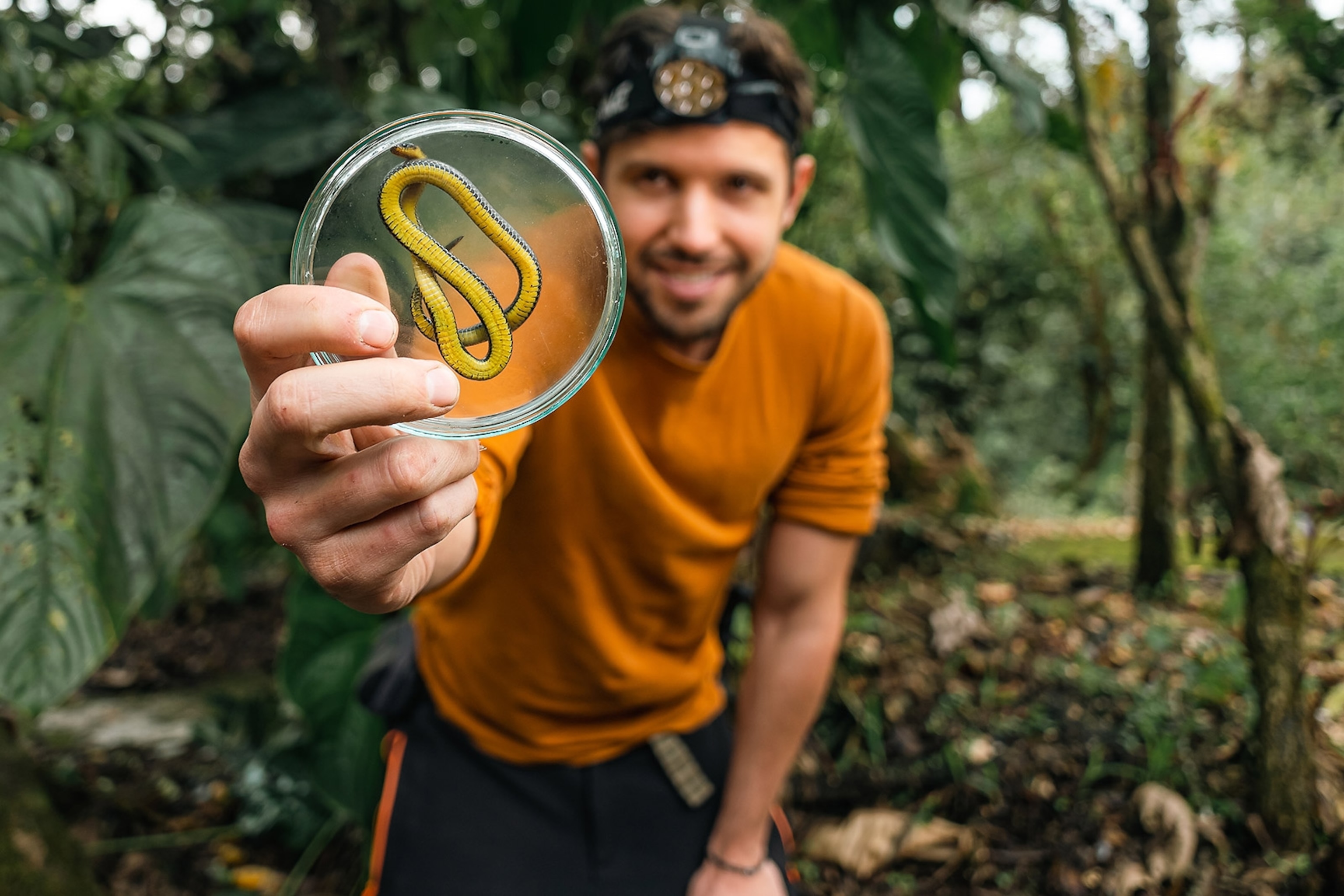Biologist Alejandro Arteaga shows the ventral aspect of an individual of Atractus zgap in a petri dish.