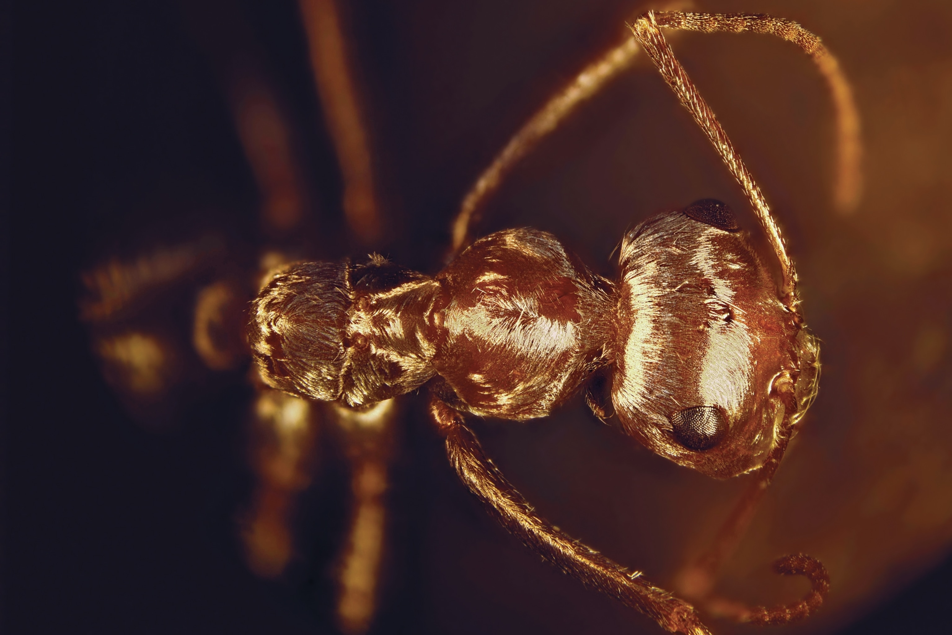 a Saharan silver ant