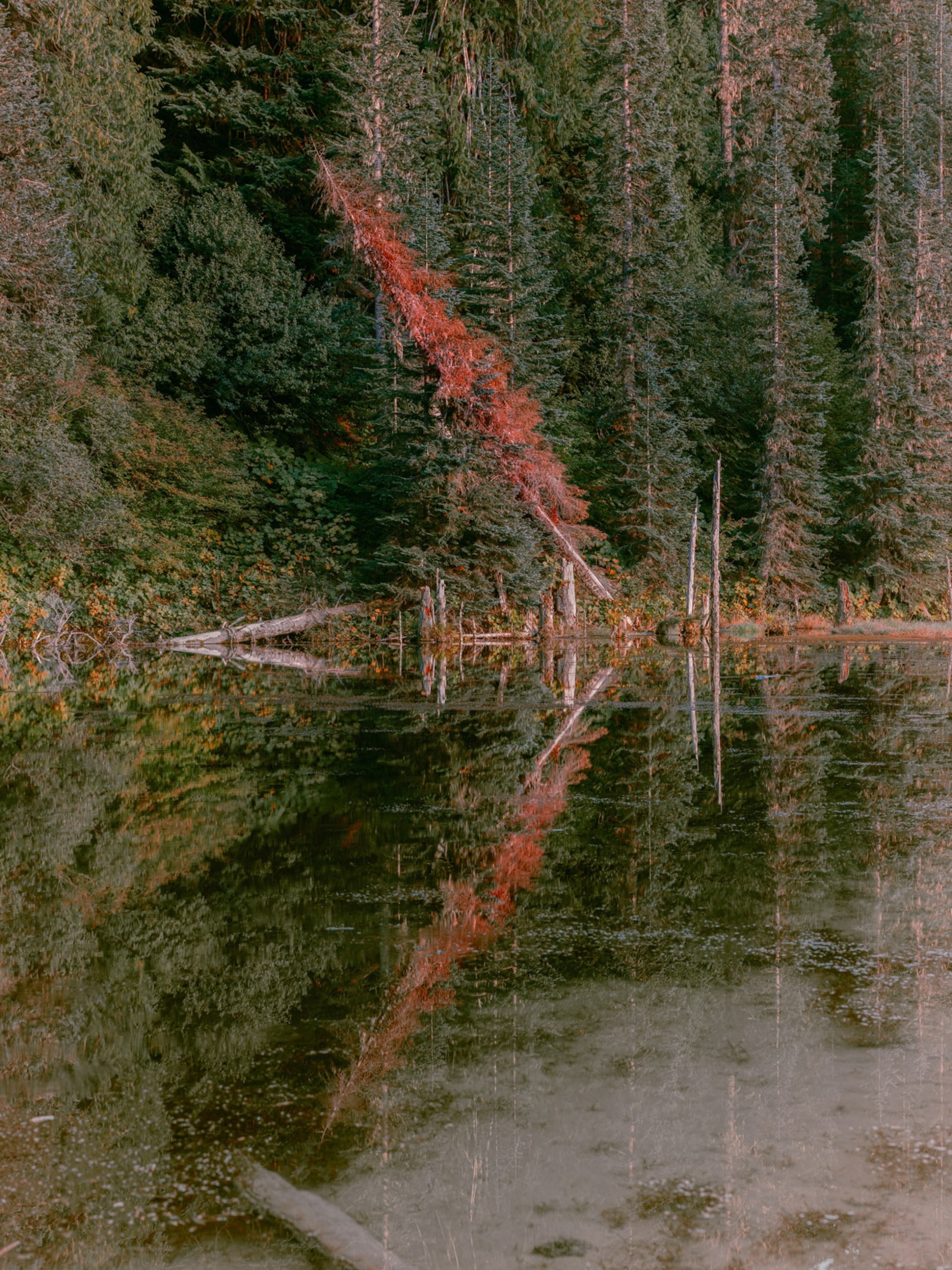 A Pine tree tilts broken near the trunk with red leaves it's reflected in the water.
