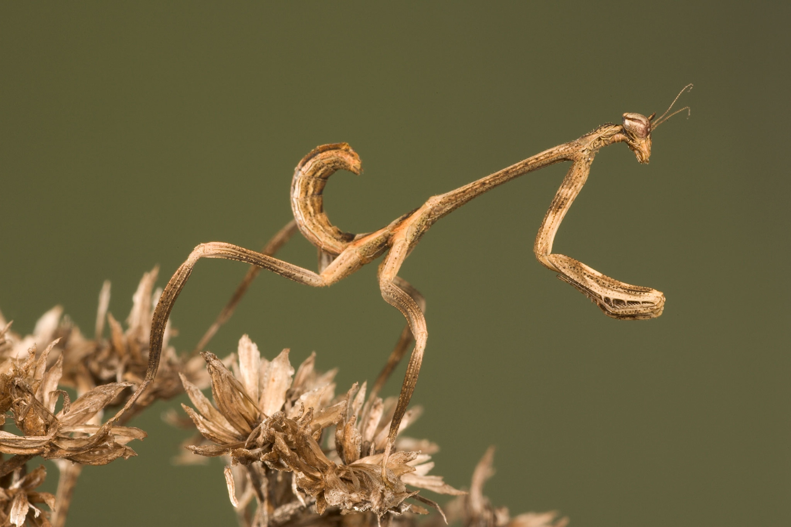 a praying mantis