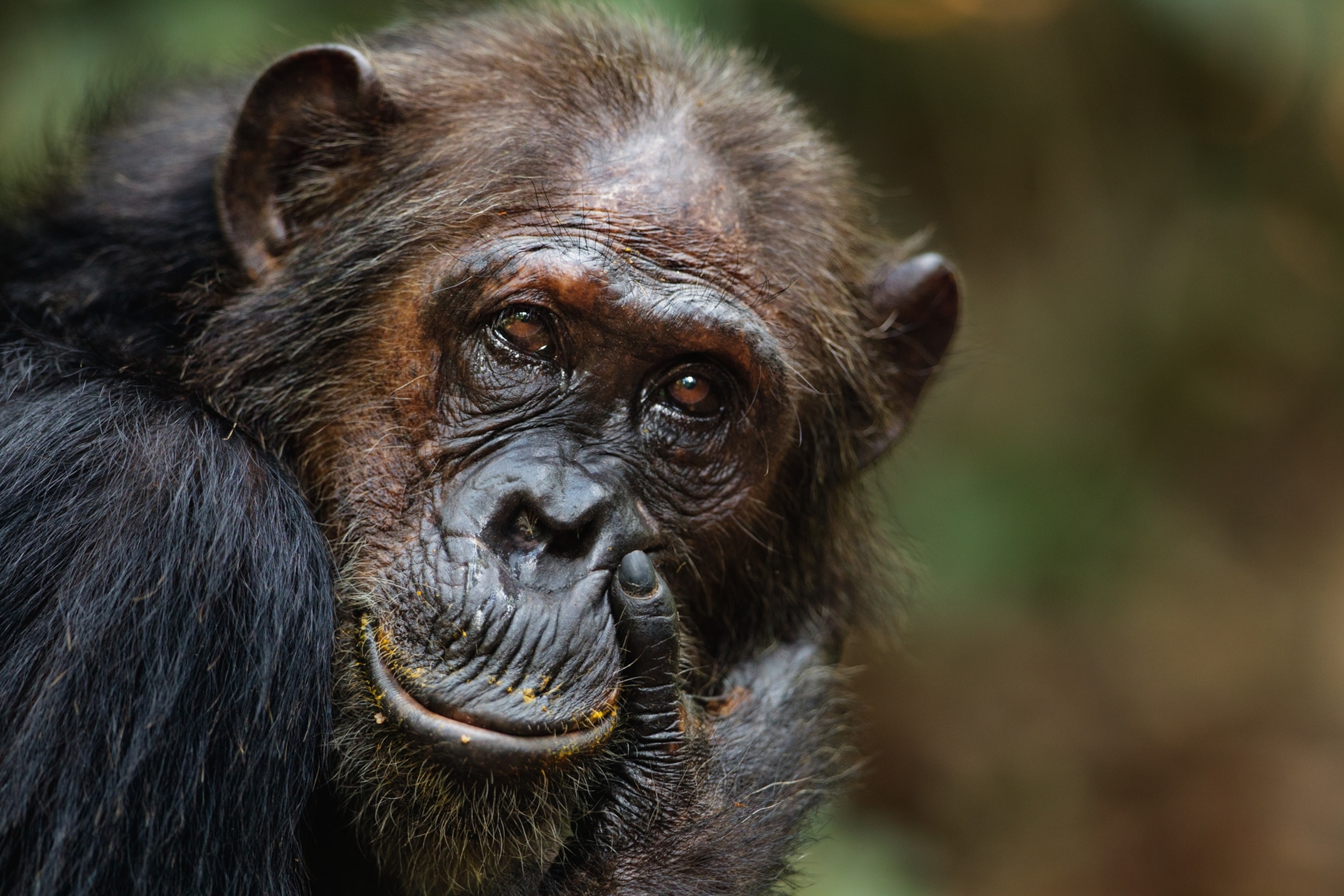 chimpanzee Gremlin