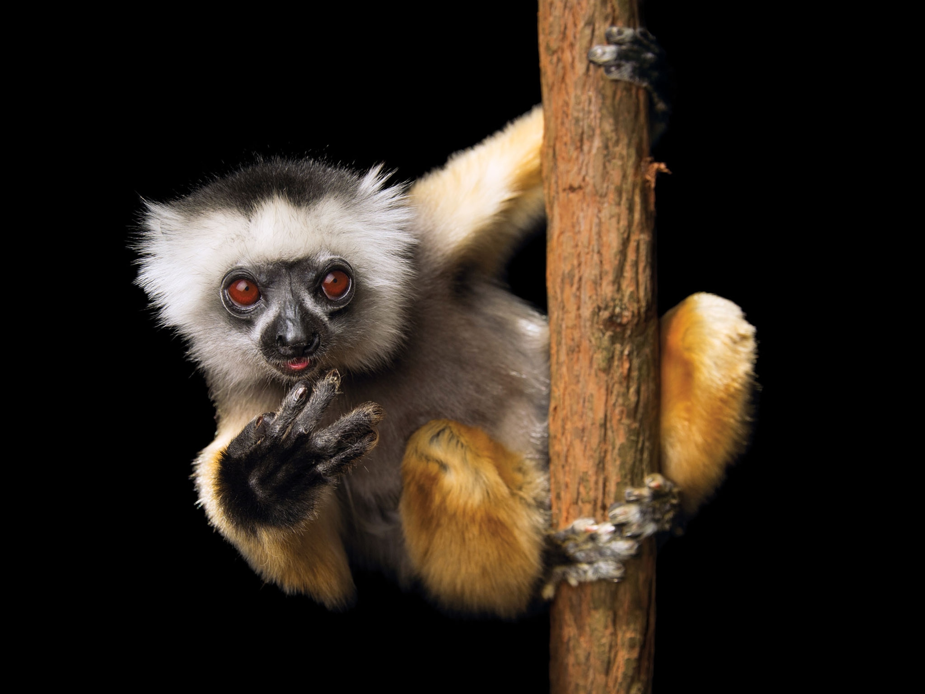 a Diademed sifaka