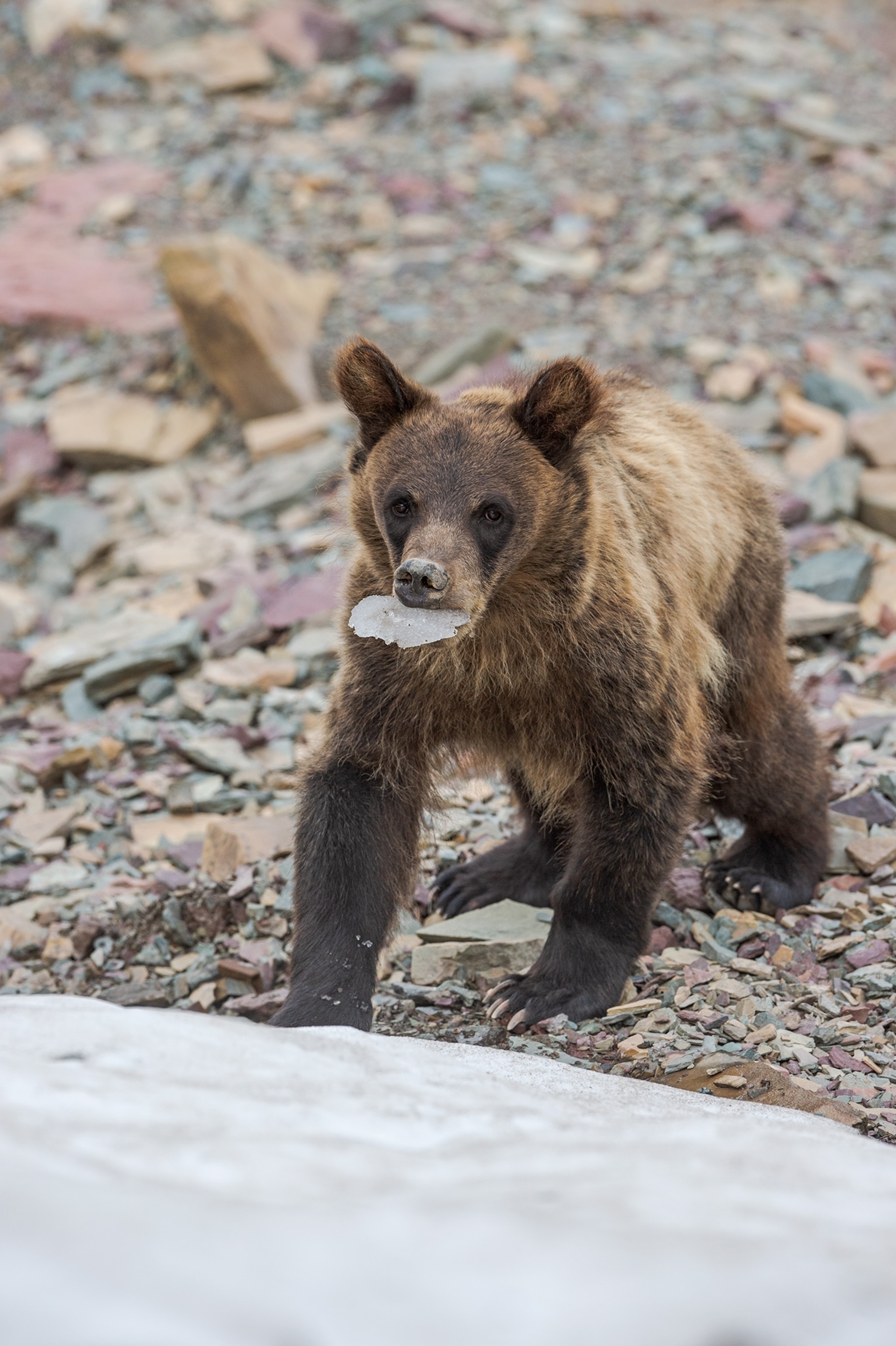 Bear cub with shale stone in mouth.