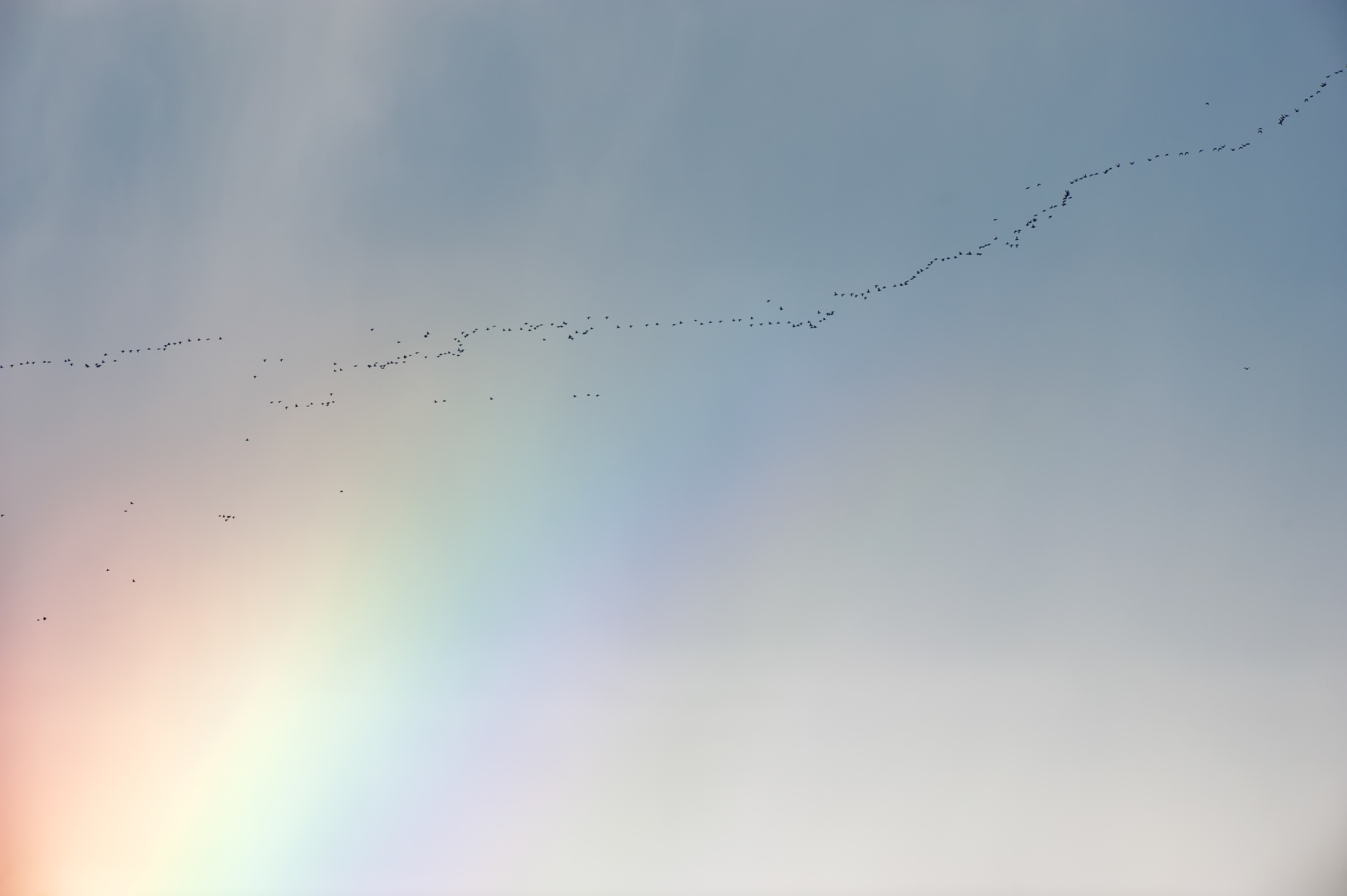 migrating birds and rainbow over the Arctic Ocean