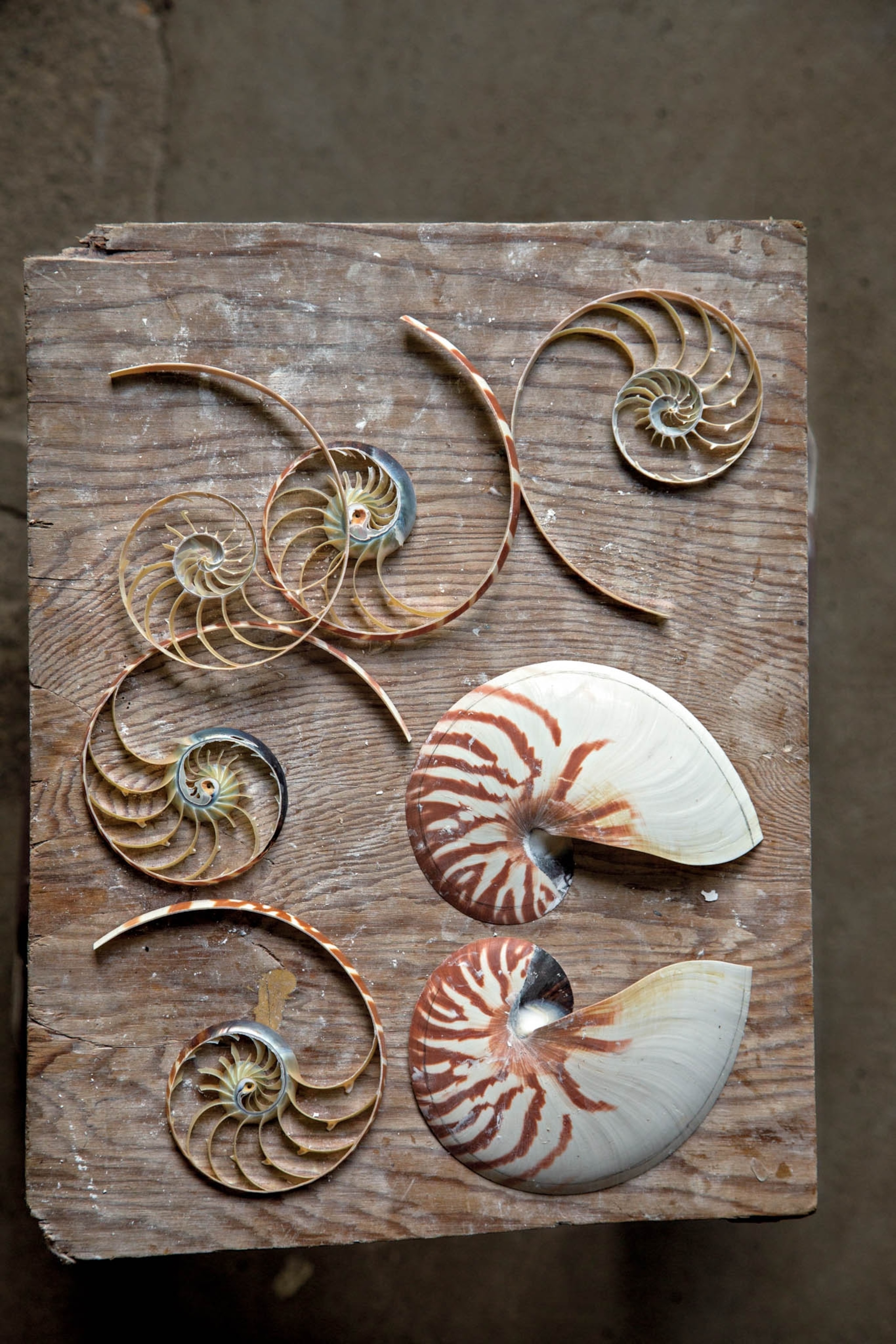 shells