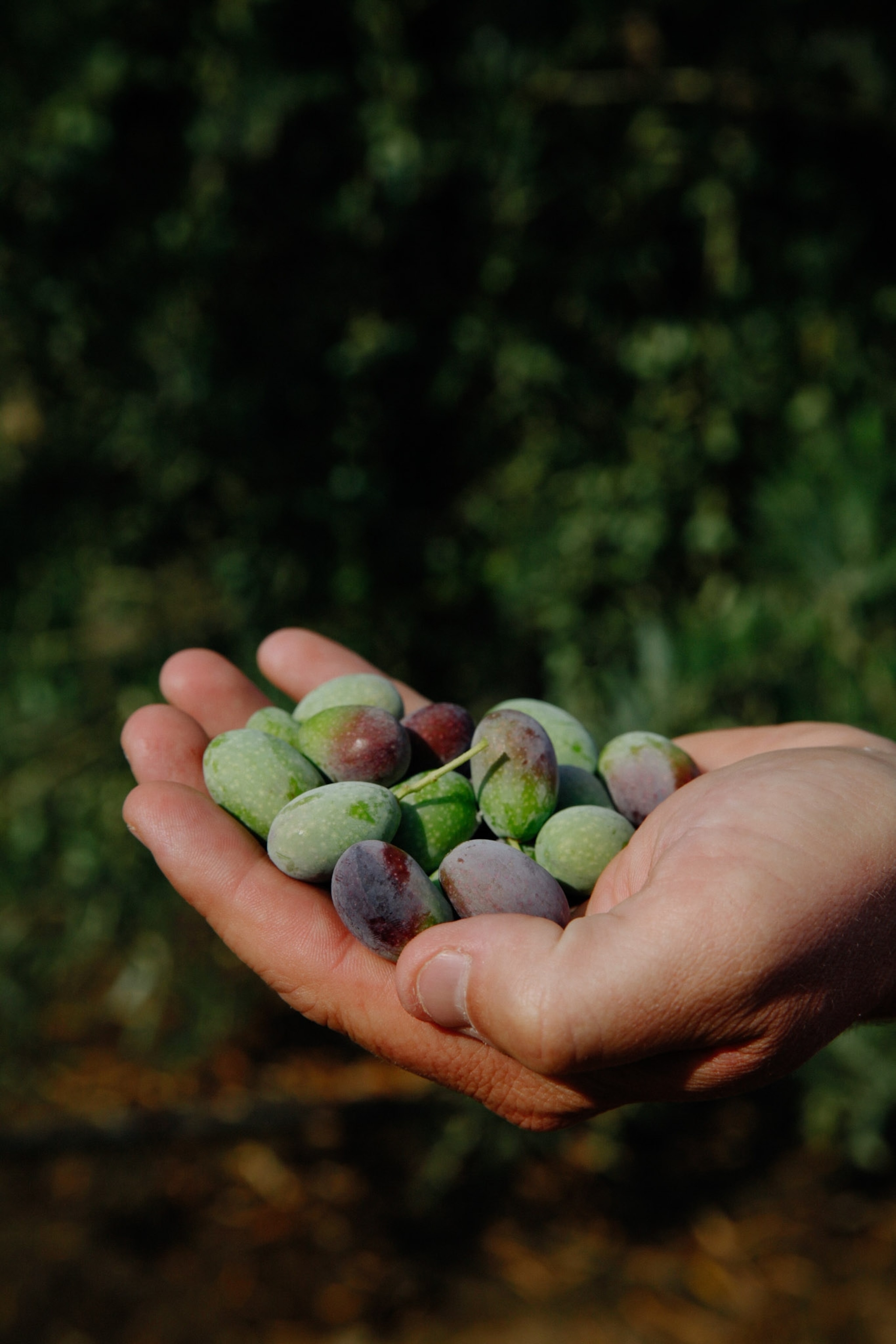A hand cups a grouping of grapes.