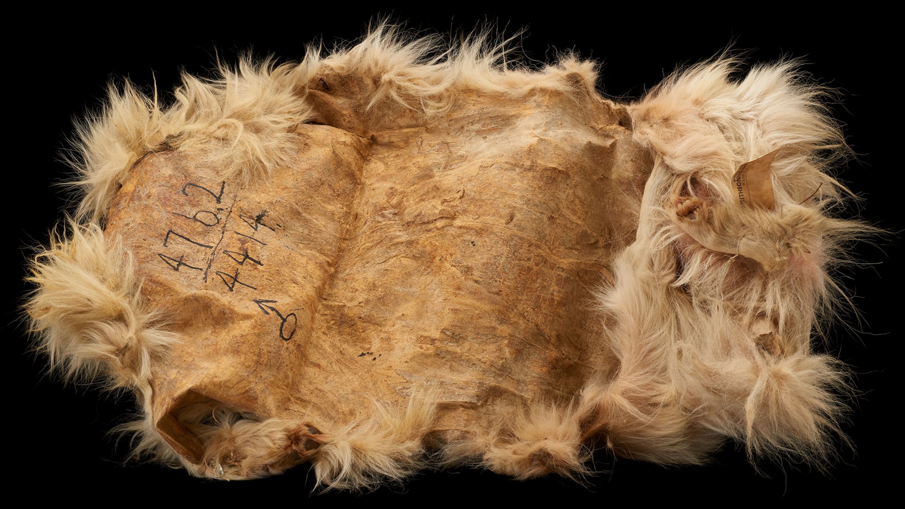 The back of The 160-year-old pelt of the woolly dog Mutton in the Smithsonian’s collection, which is tan/light brown and matted down with fluffy fur seen wrapping around the outsides