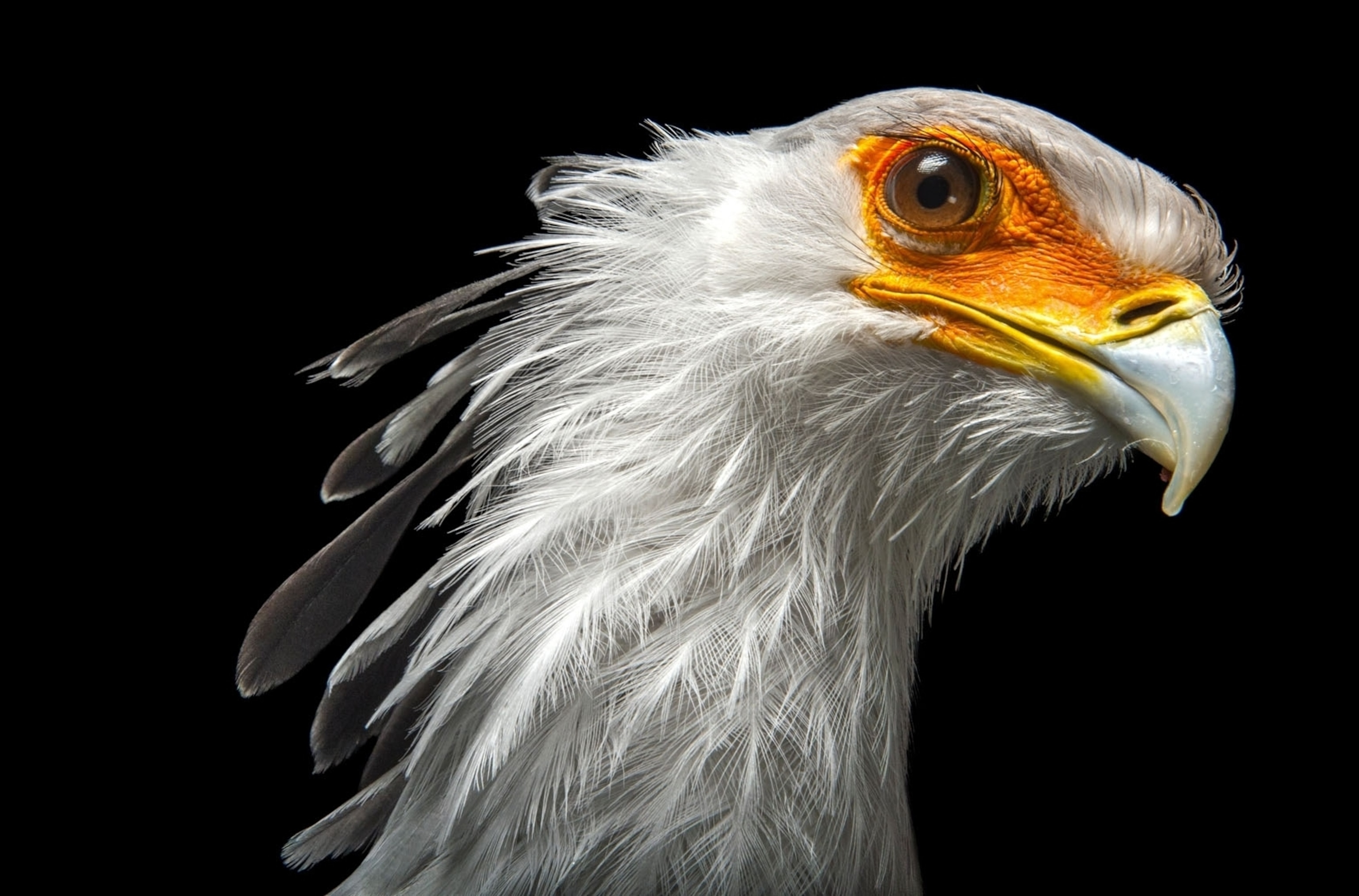 a secretary bird with white feathers and an orange eye ring on a black background