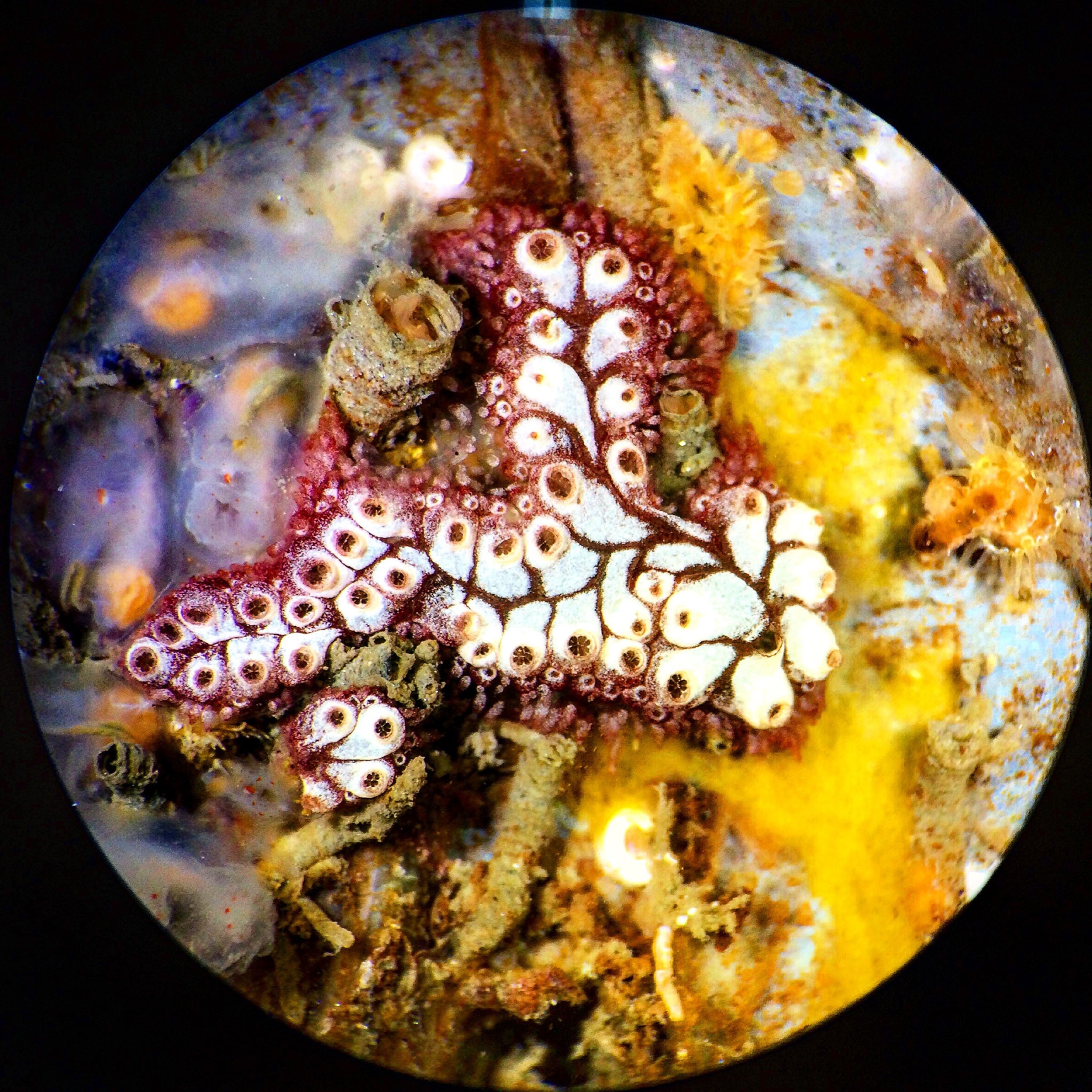 invasive tunicate species