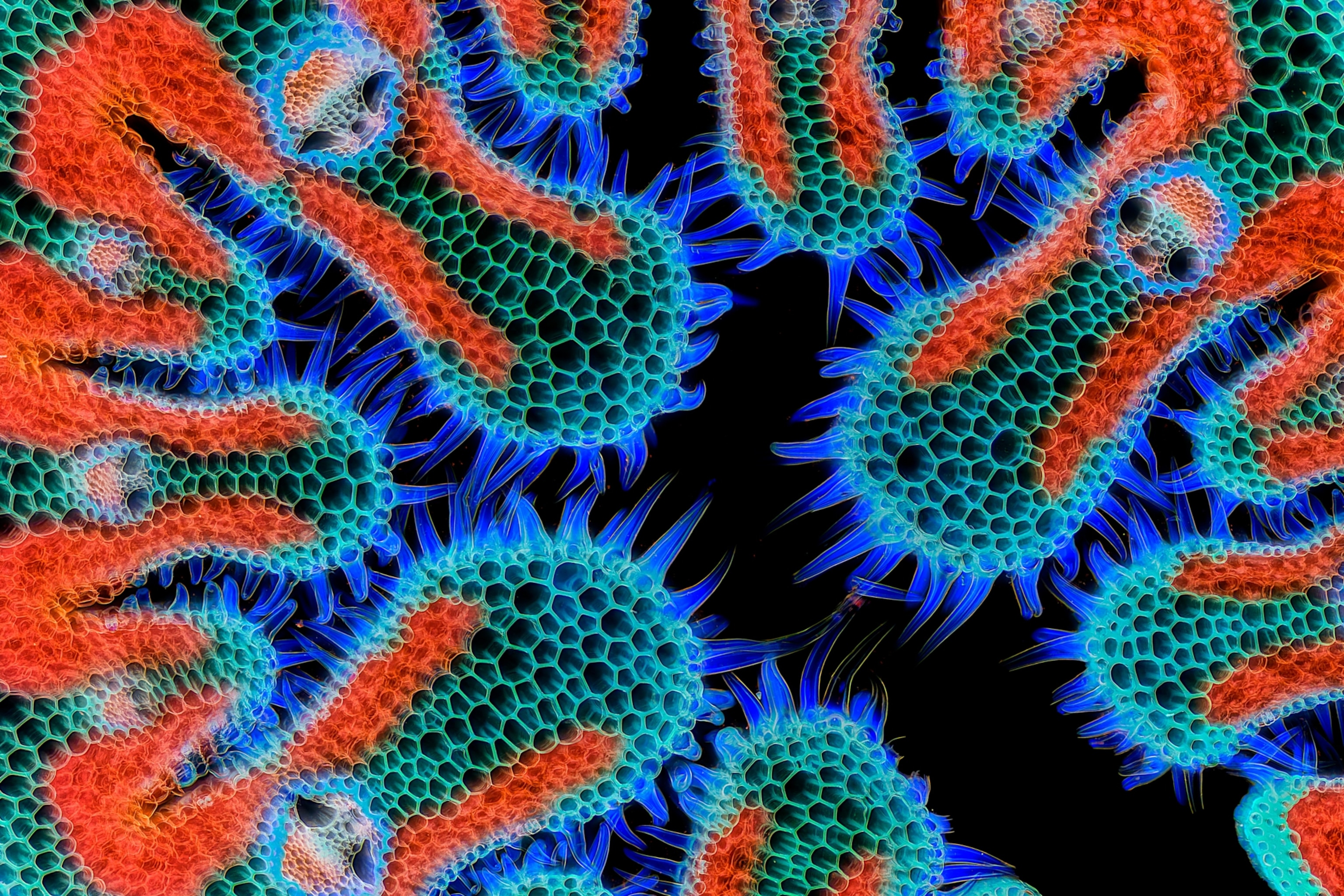A wavy structure made of hexagonal cell compartments. The walls of the cellular compartments are a bright turquoise with splashes of orange. Along the wavy edge of the structure, translucent, blue, triangular hairs emerge.