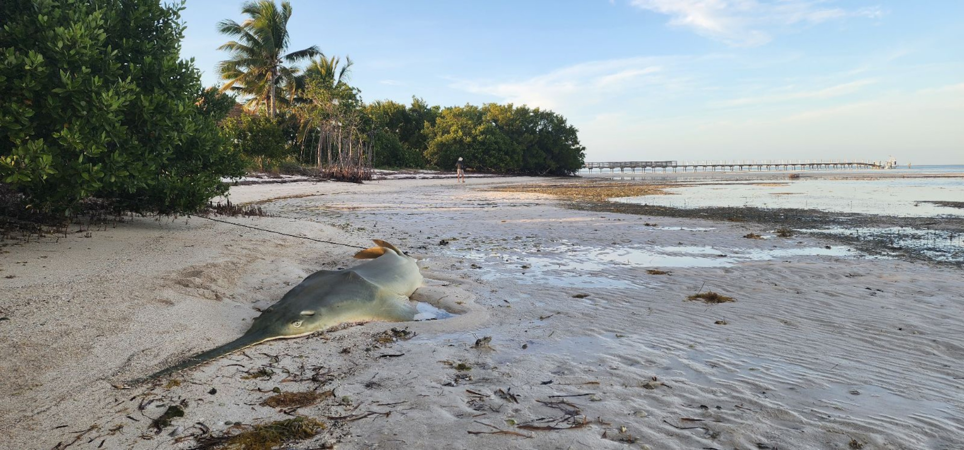 A sawfish is beached