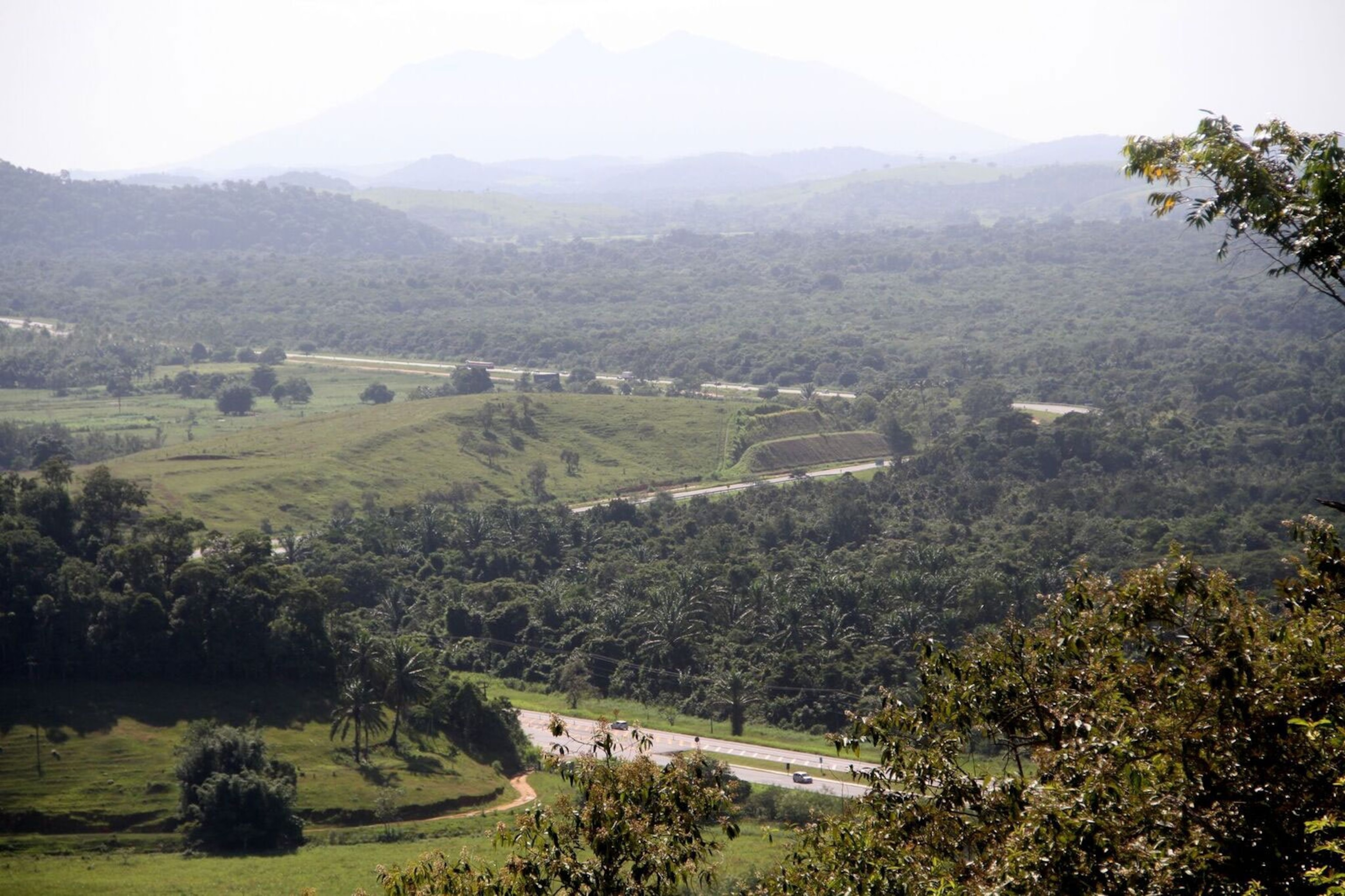 Brazil's atlantic forest