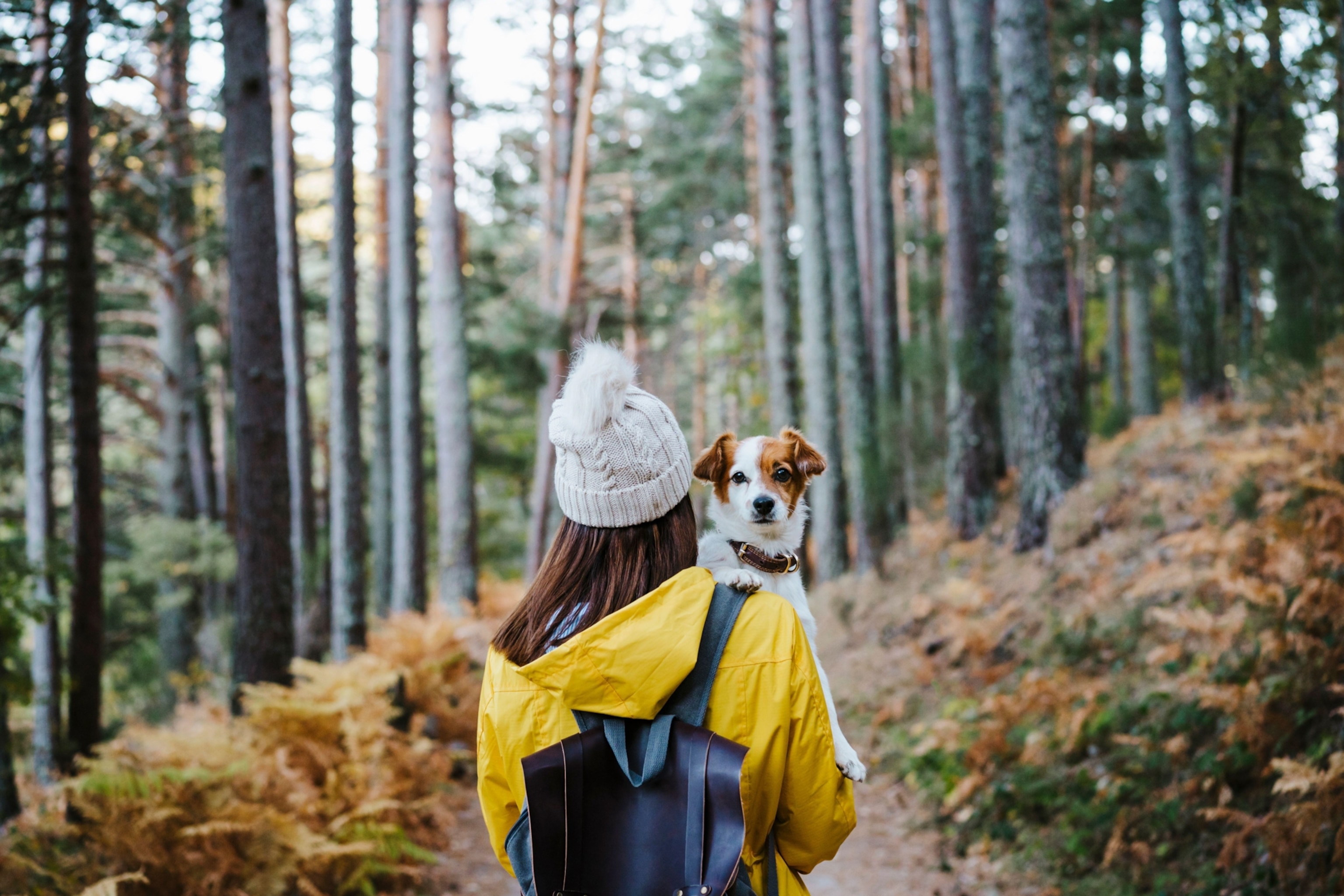 A woman wearing a yellow rain jacket, leather backpack, and knit hat is seen from behind while she walks along a path in the woods holding a small terrier who is looking back at the camera.