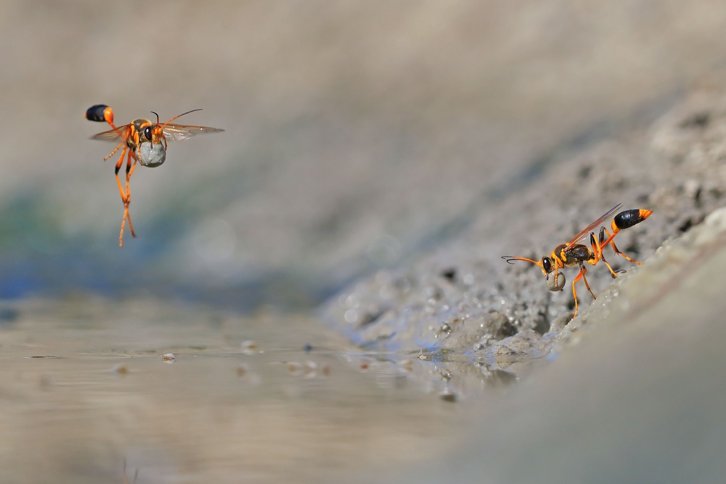 mud-dauber wasps
