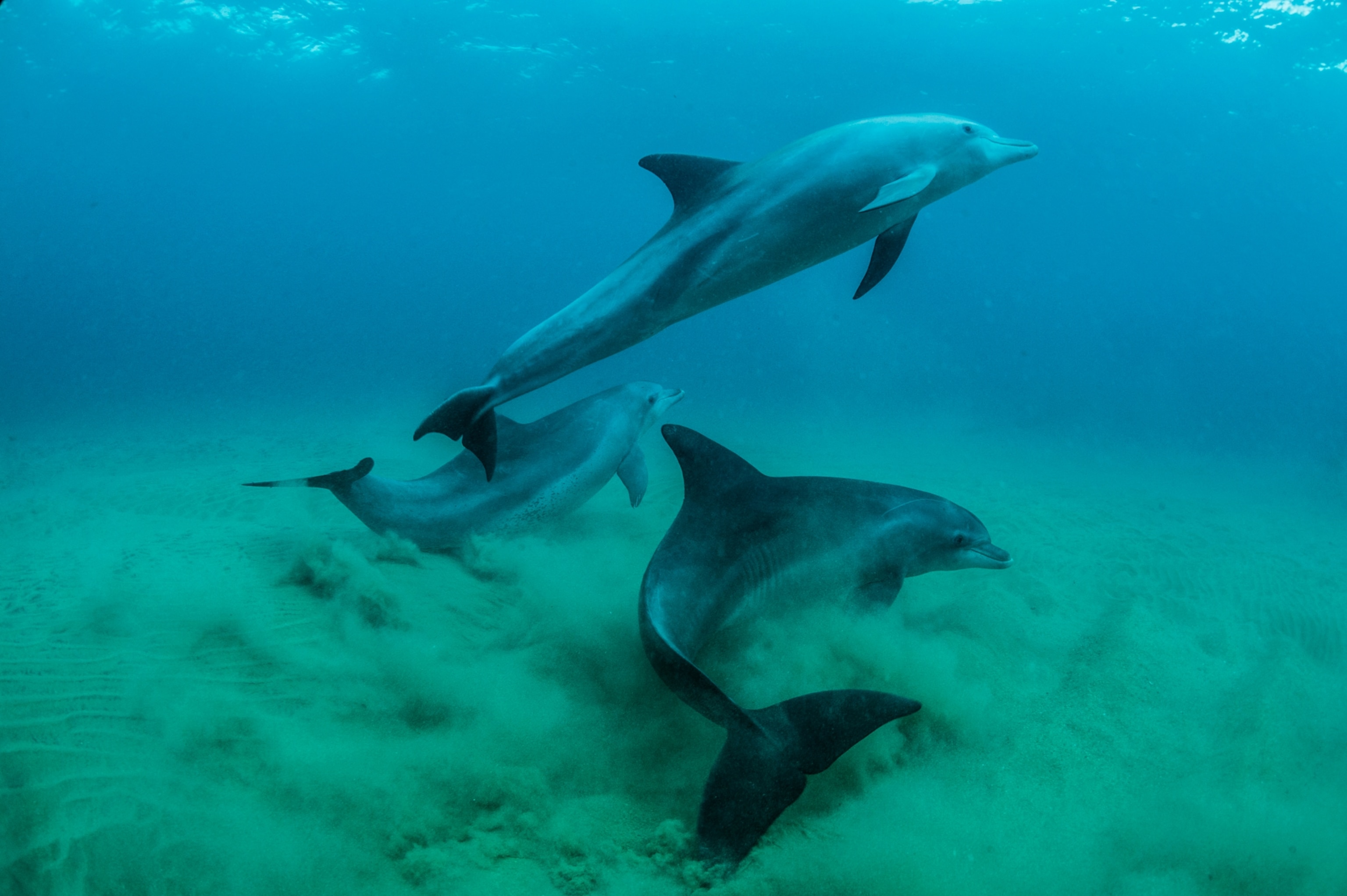 bottlenose dolphins swimming in the Indian Ocean