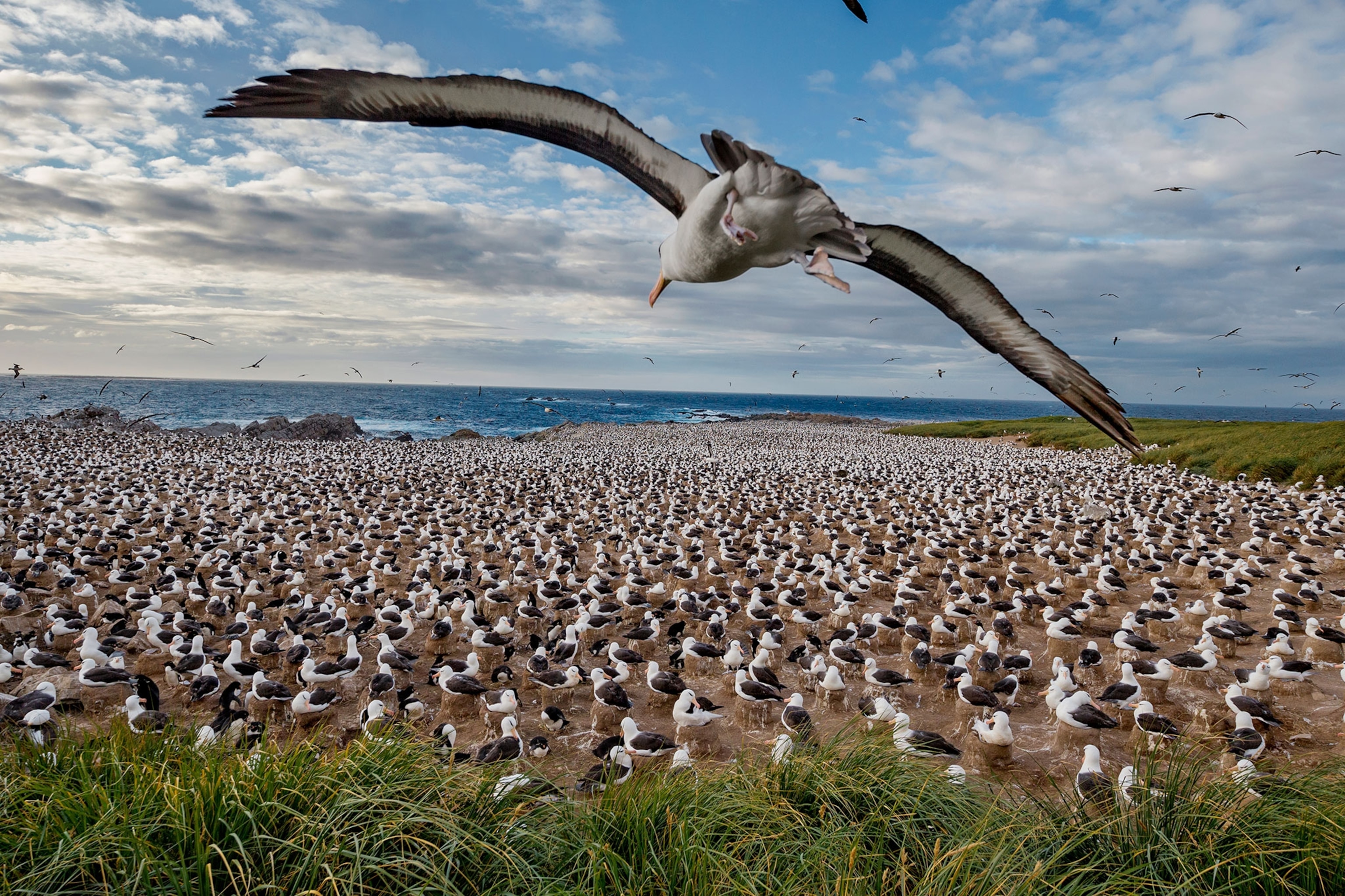 black-browed albatross