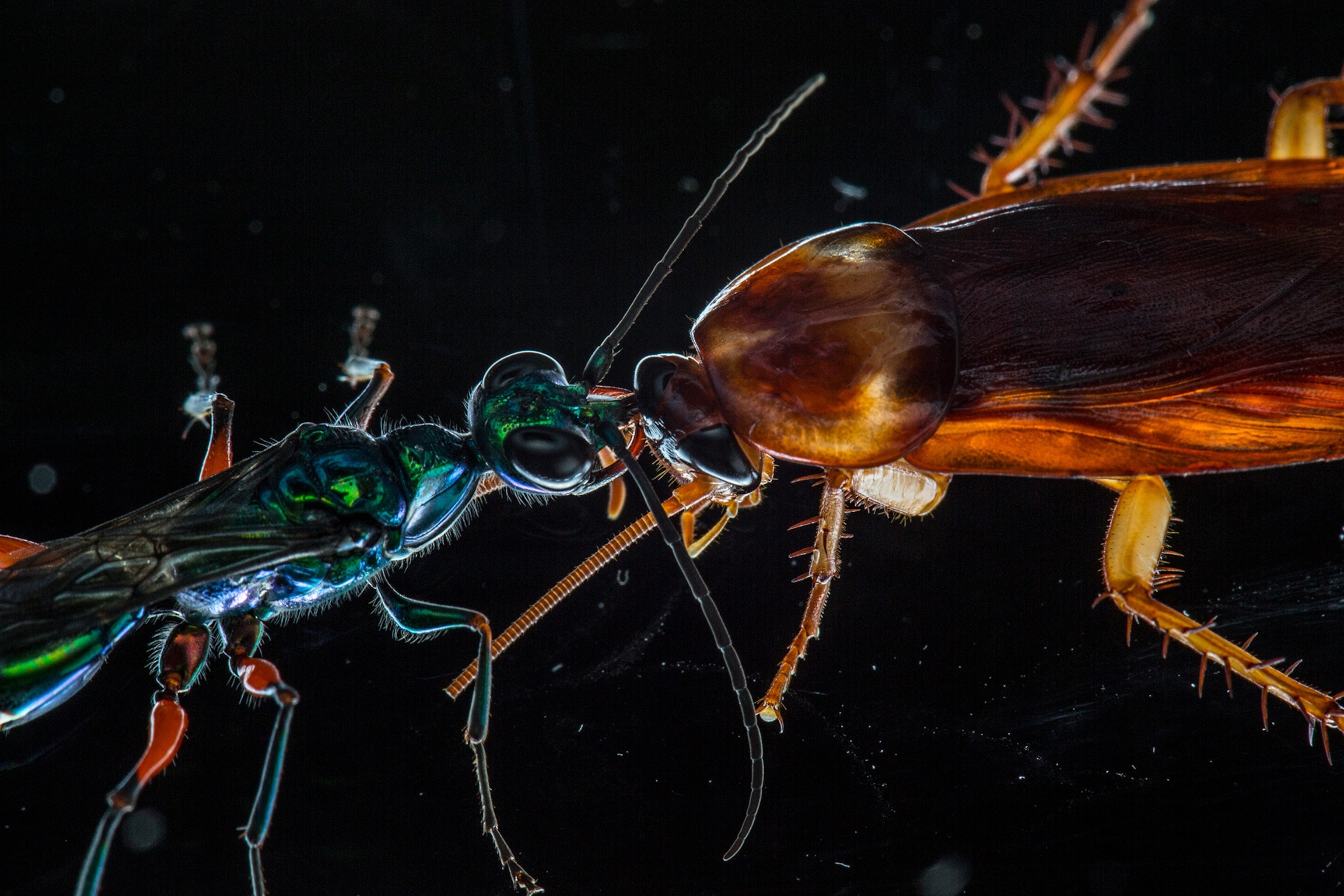 Green cockroach wasp and cockroach head to head on black background.