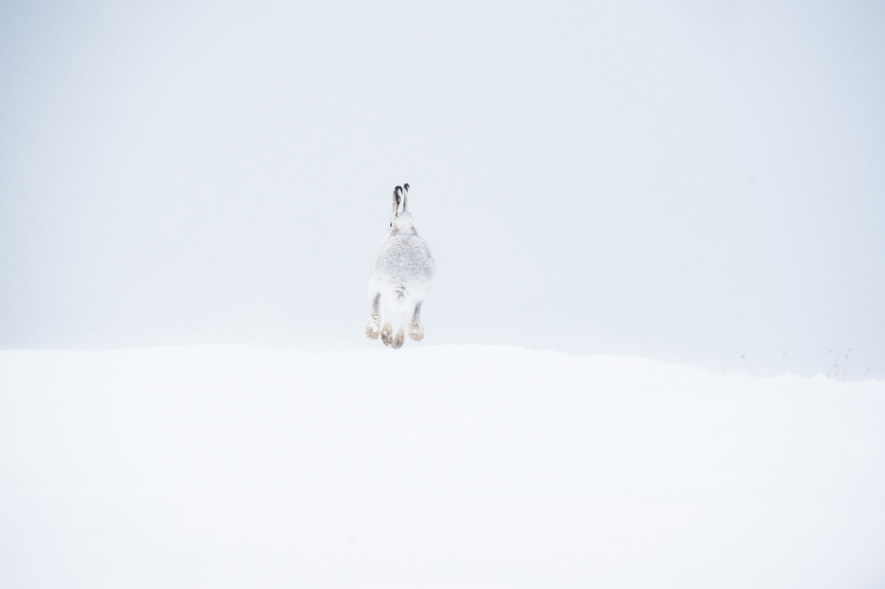 Picture of a hare running over the crest of a white hill away from the viewer.